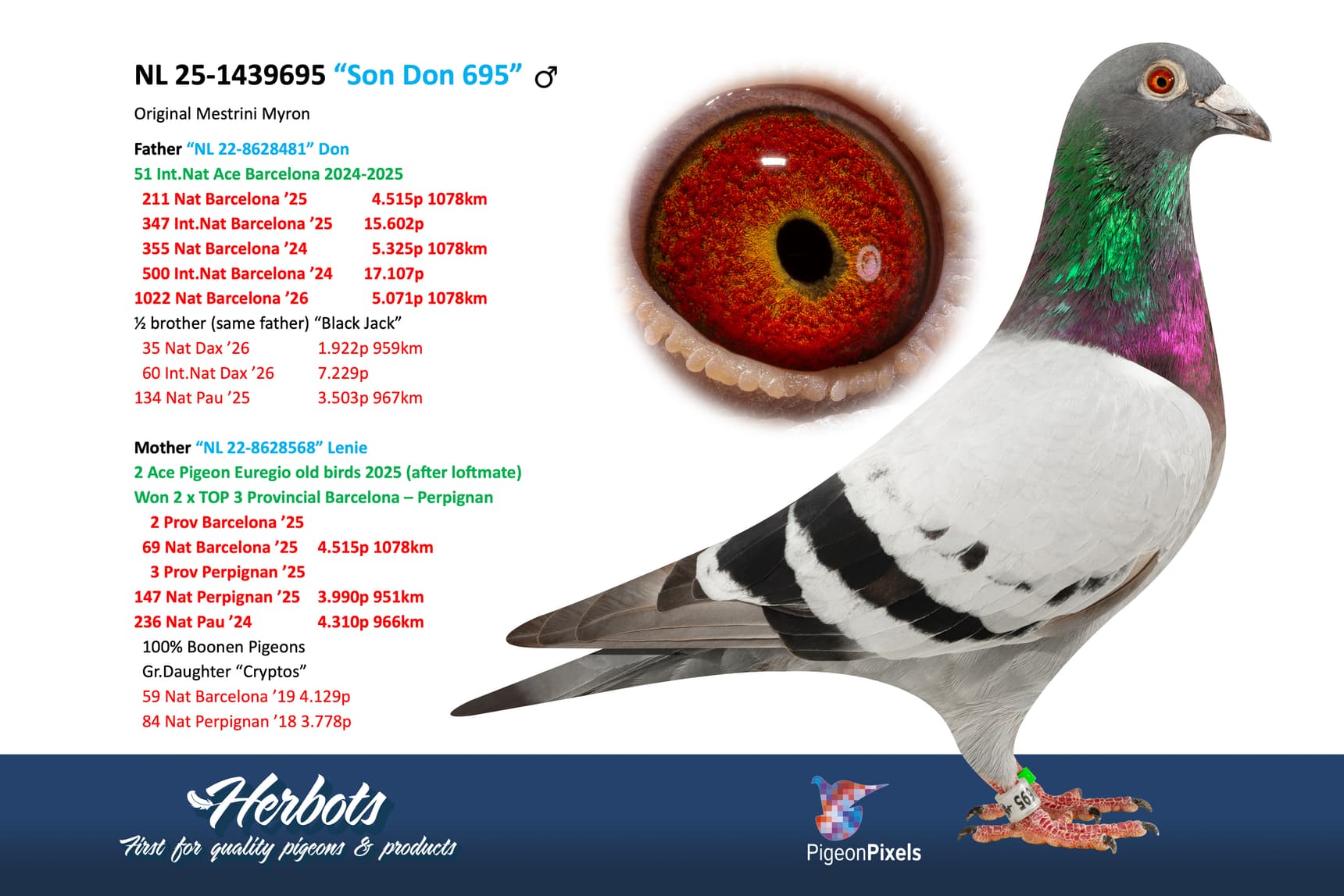 pigeon: undefined