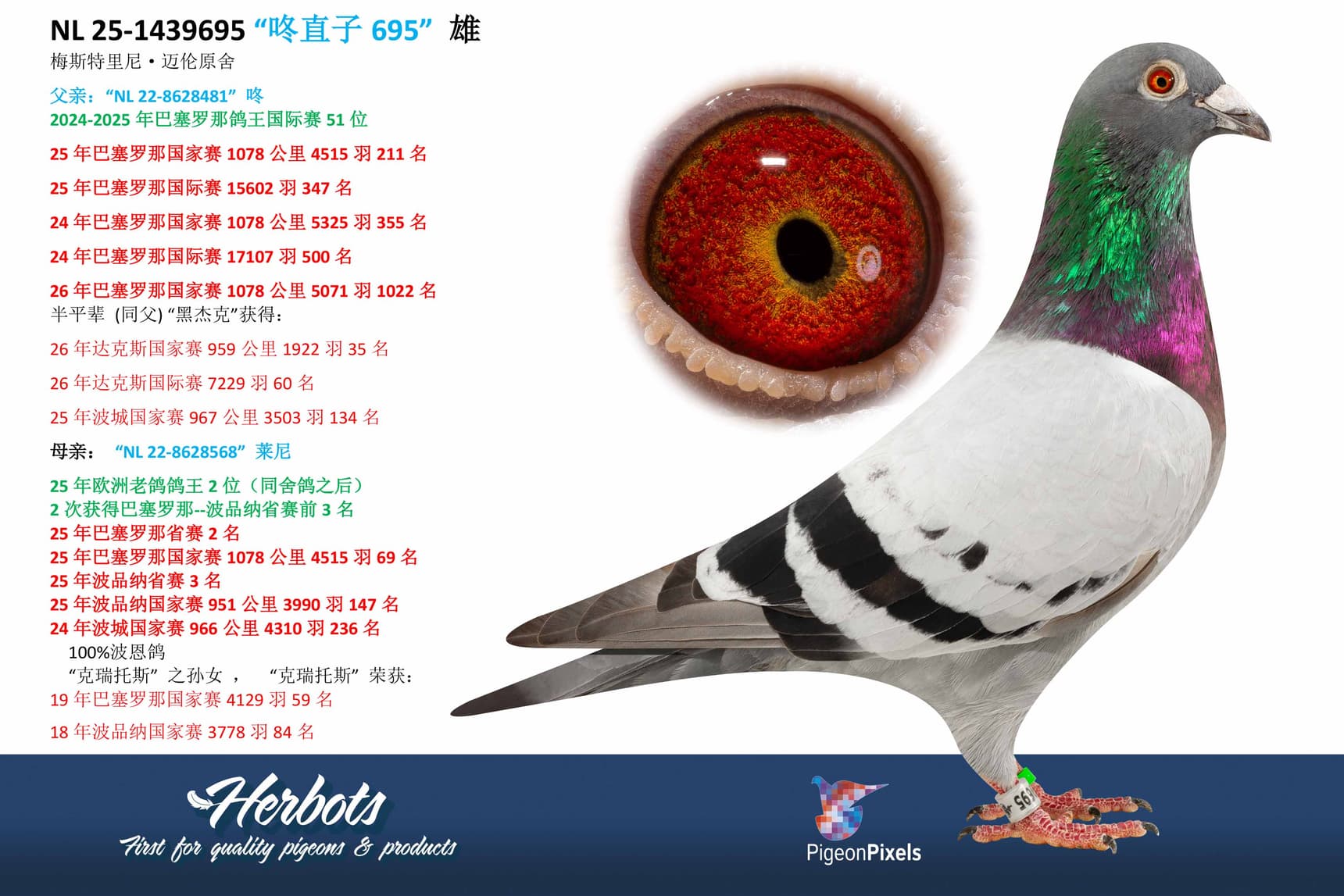 pigeon: undefined