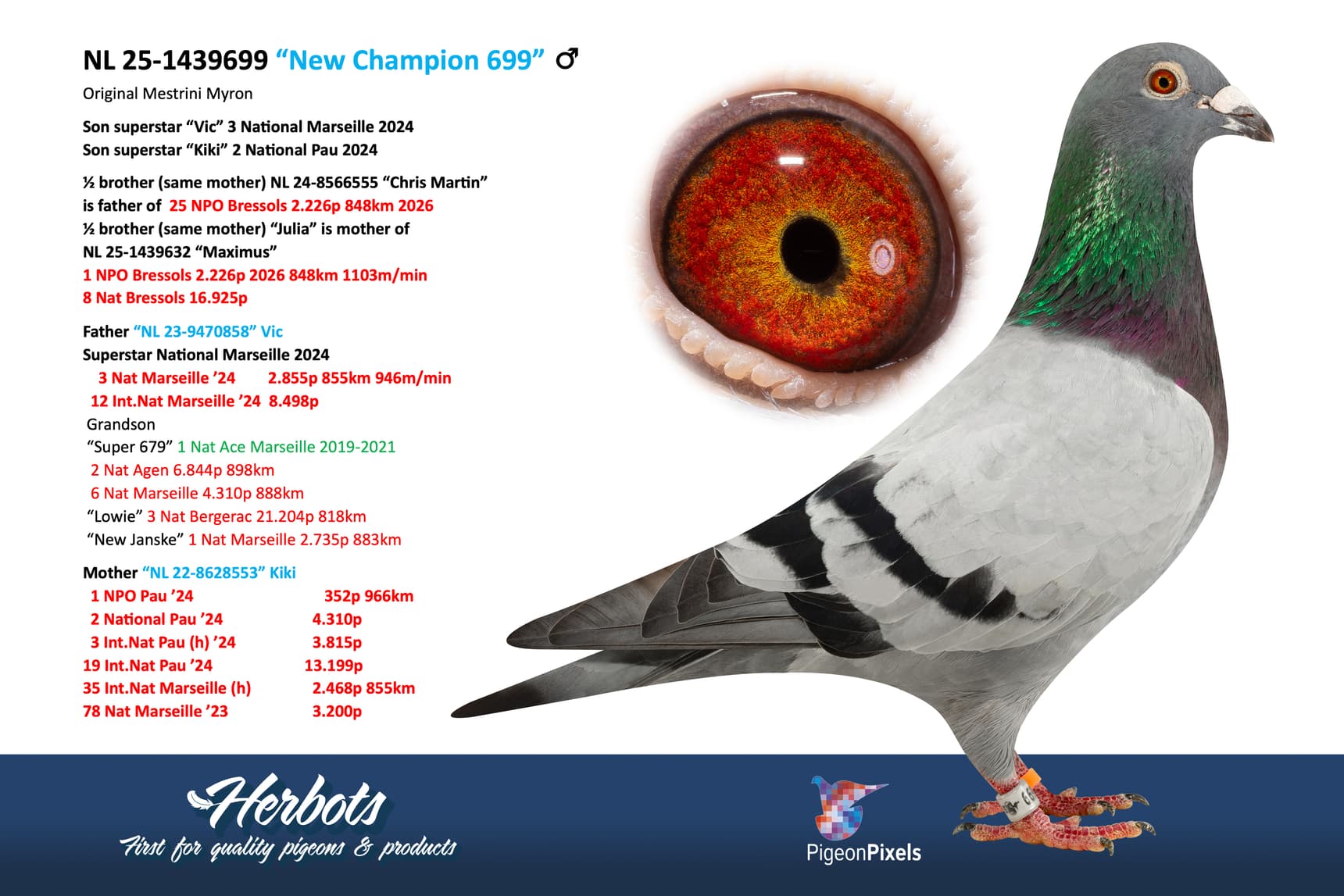 pigeon: undefined