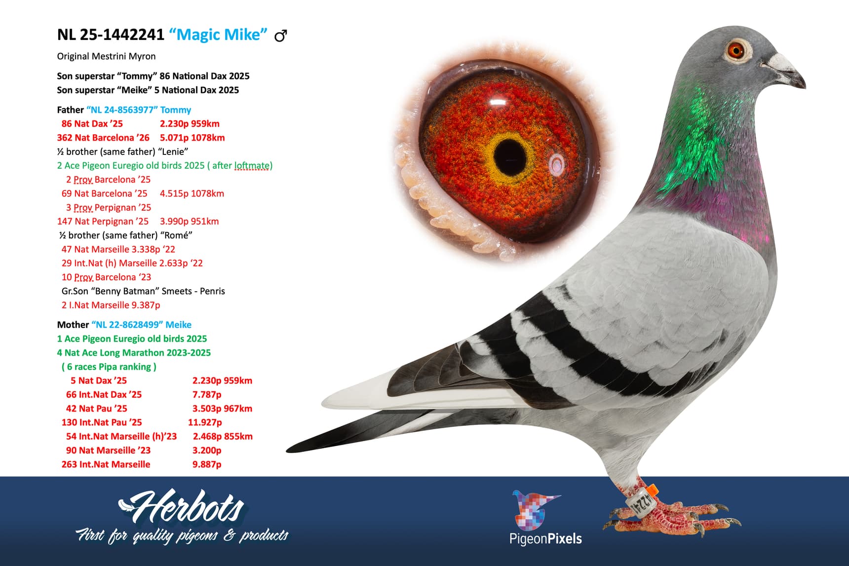 pigeon: undefined