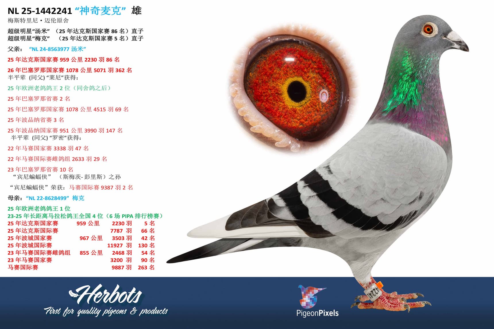 pigeon: undefined