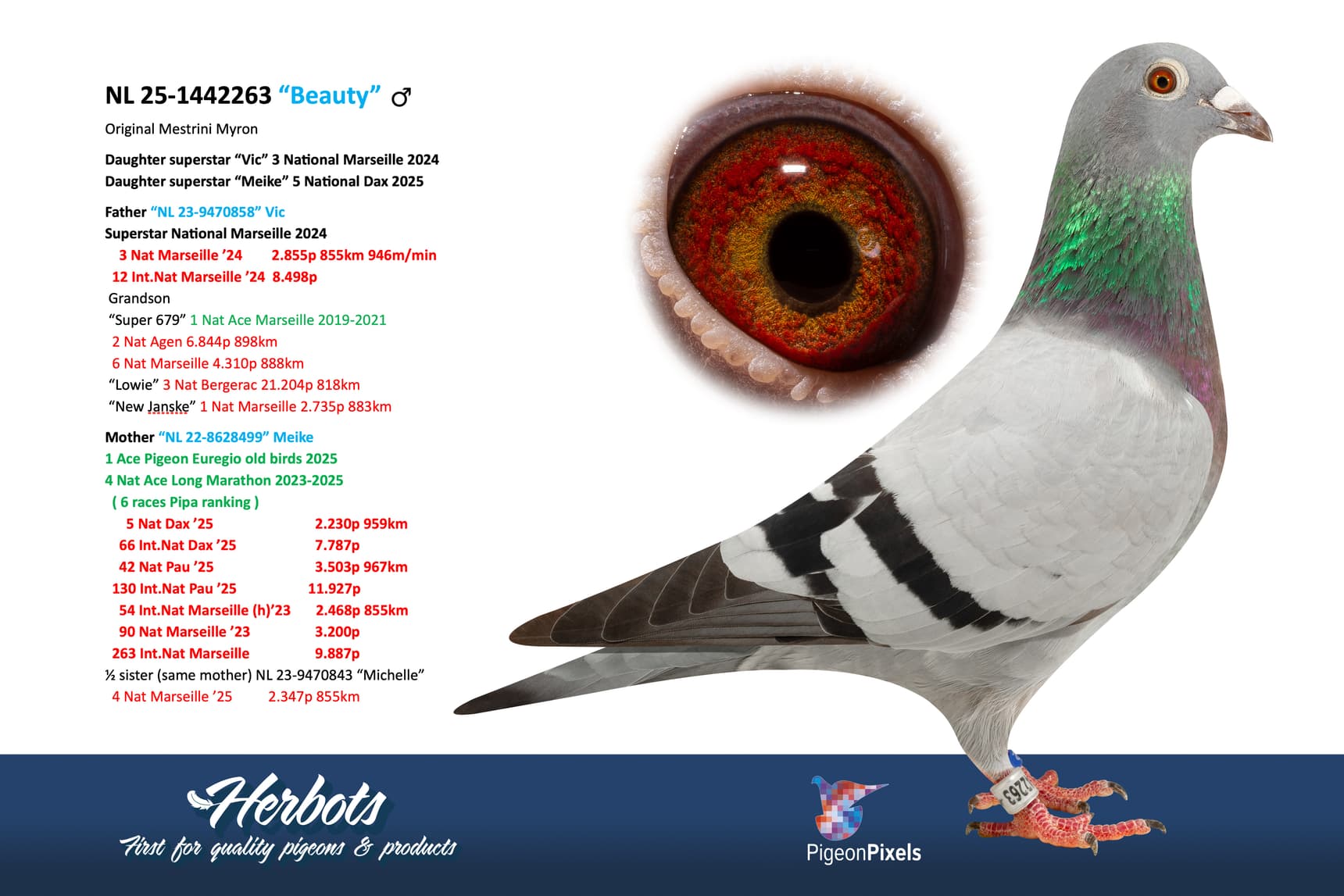 pigeon: undefined