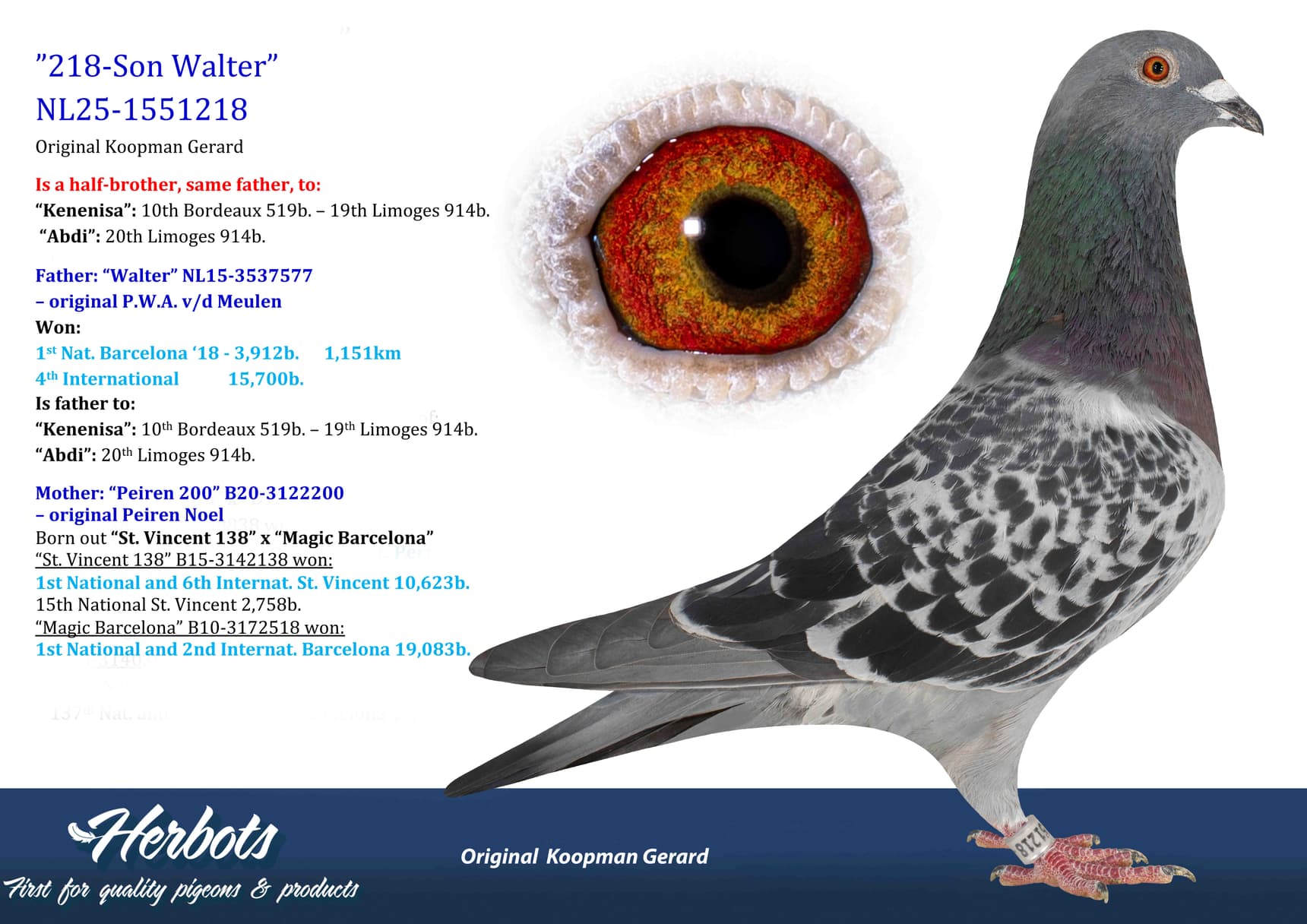 pigeon: undefined