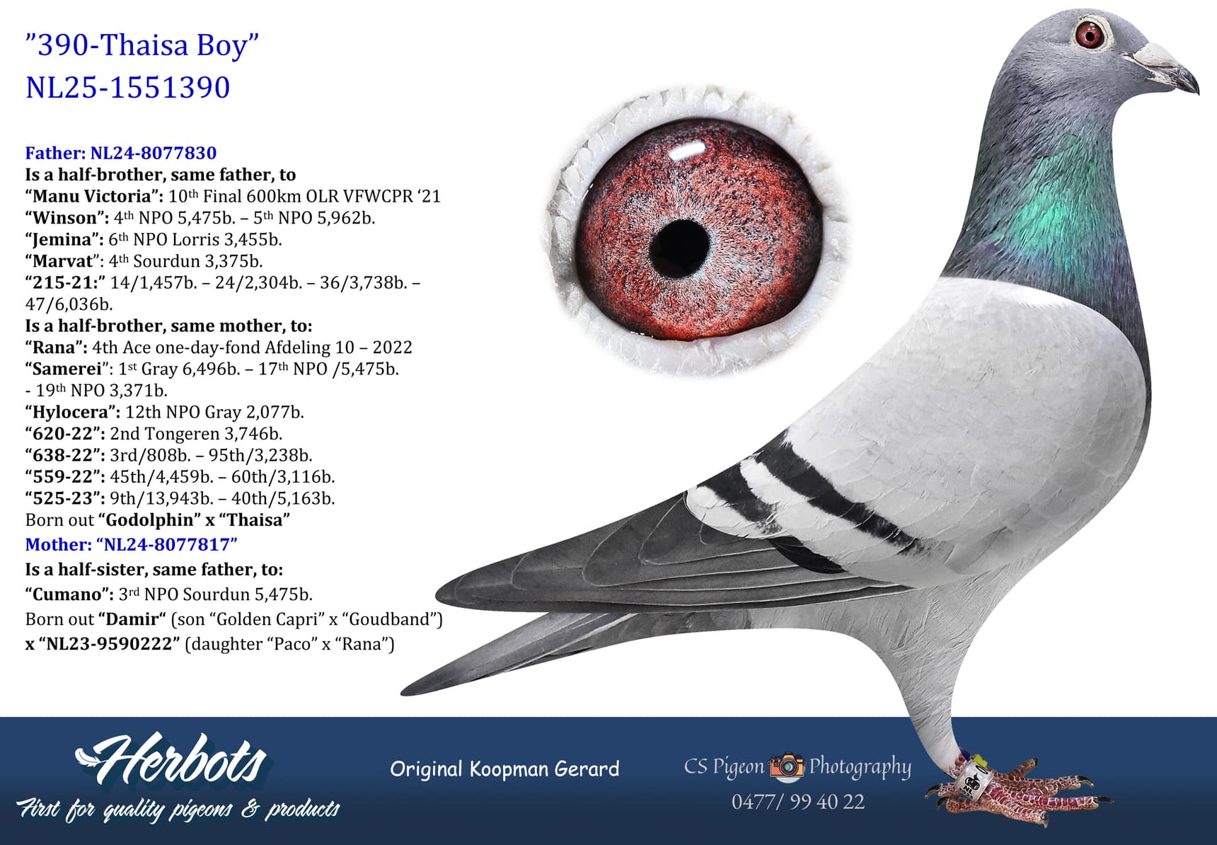pigeon: undefined