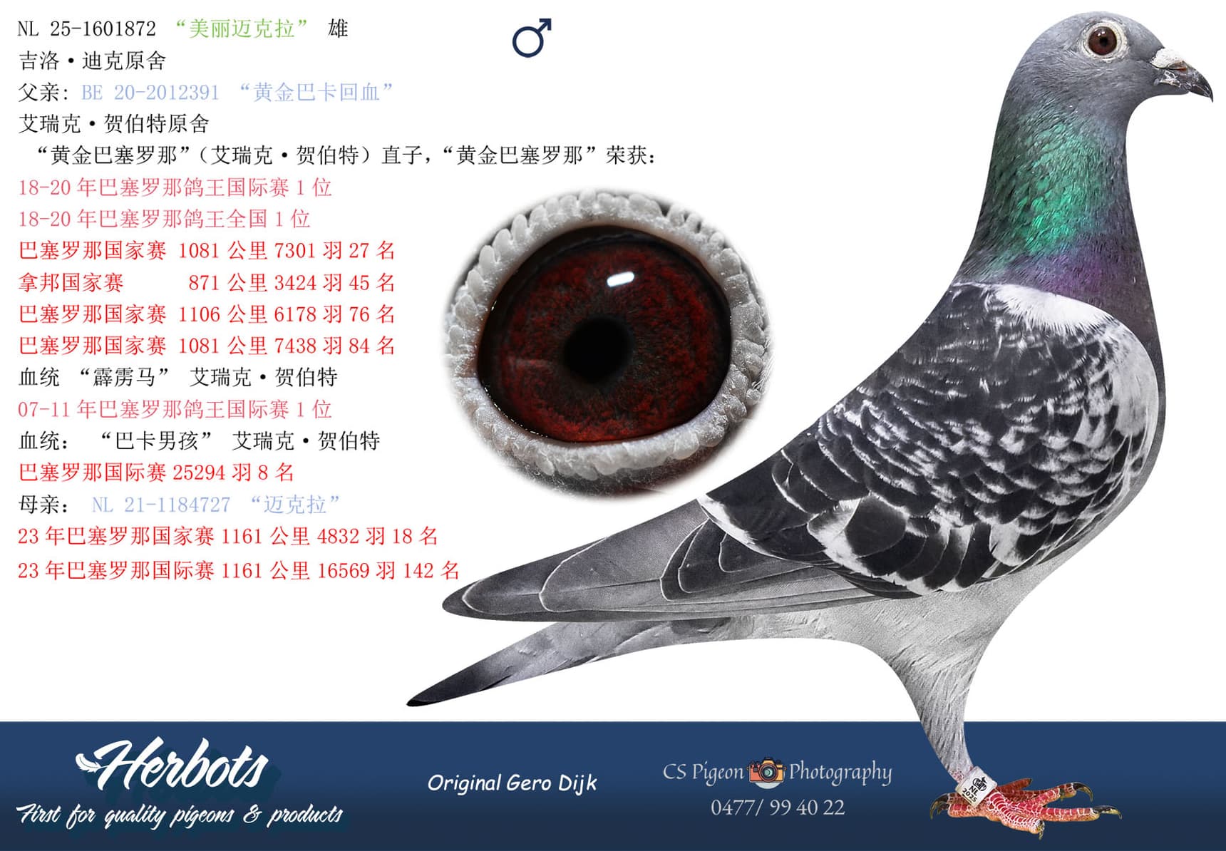 pigeon: undefined