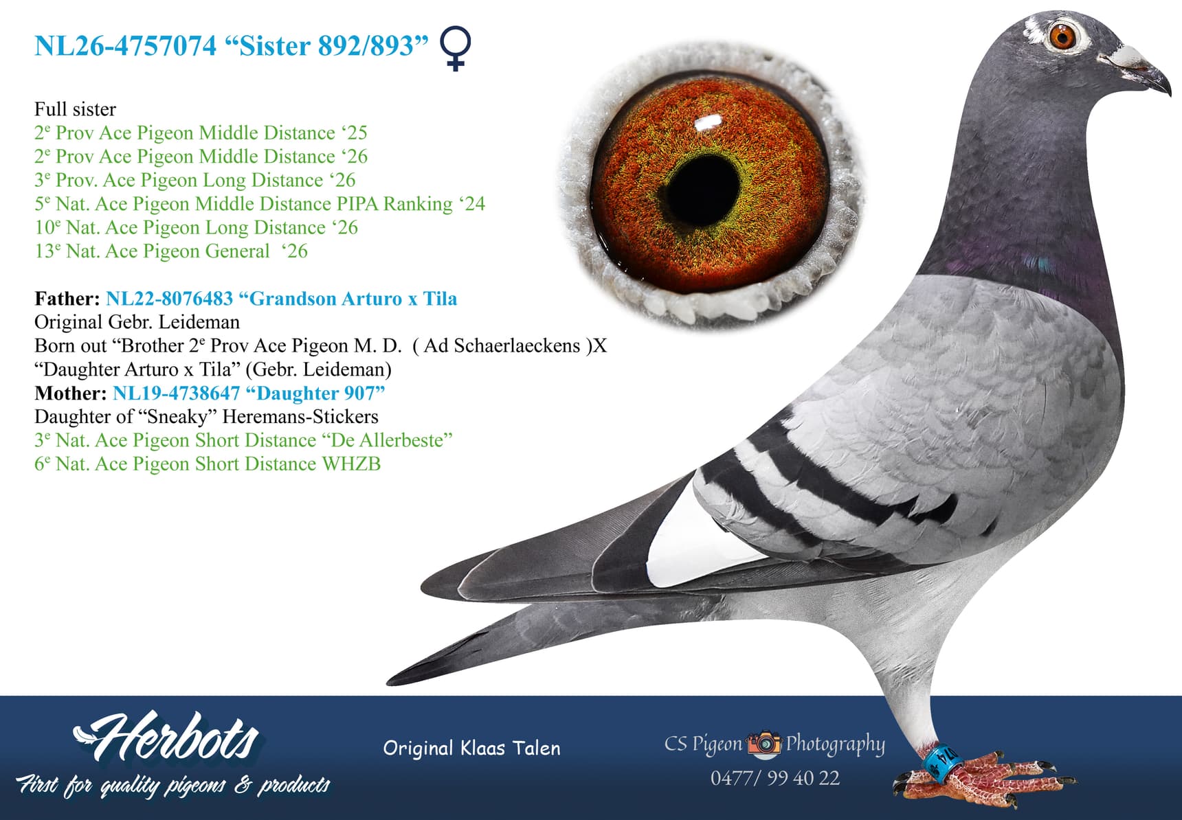 pigeon: undefined