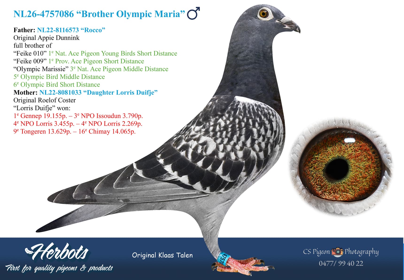 pigeon: undefined