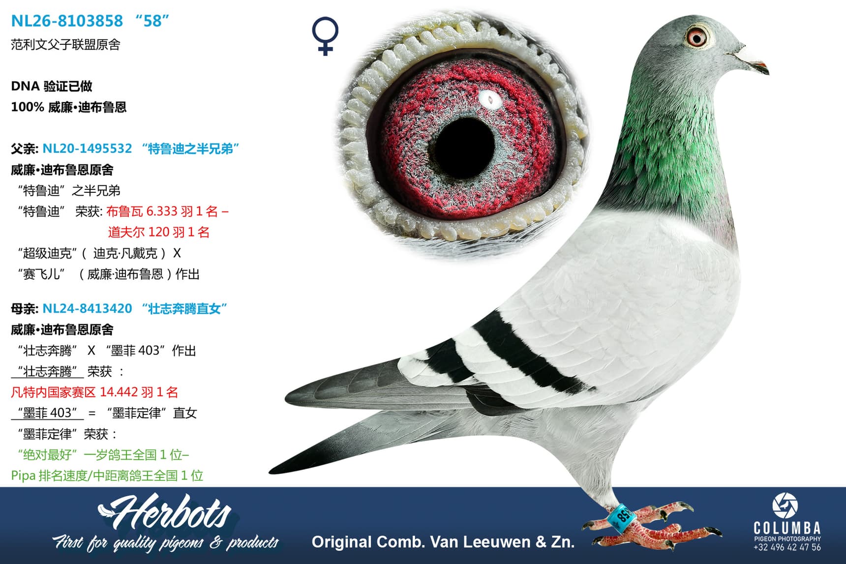 pigeon: undefined