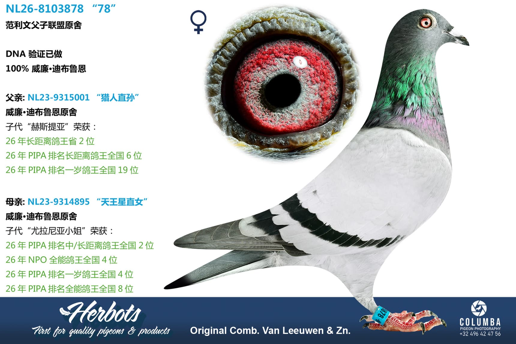 pigeon: undefined