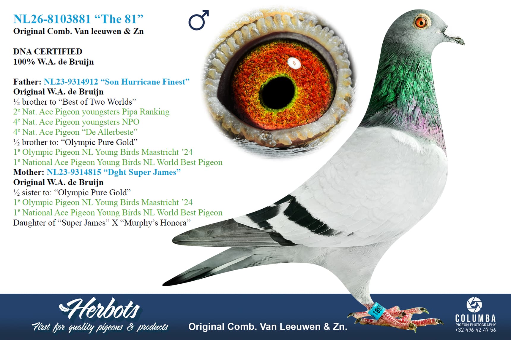 pigeon: undefined
