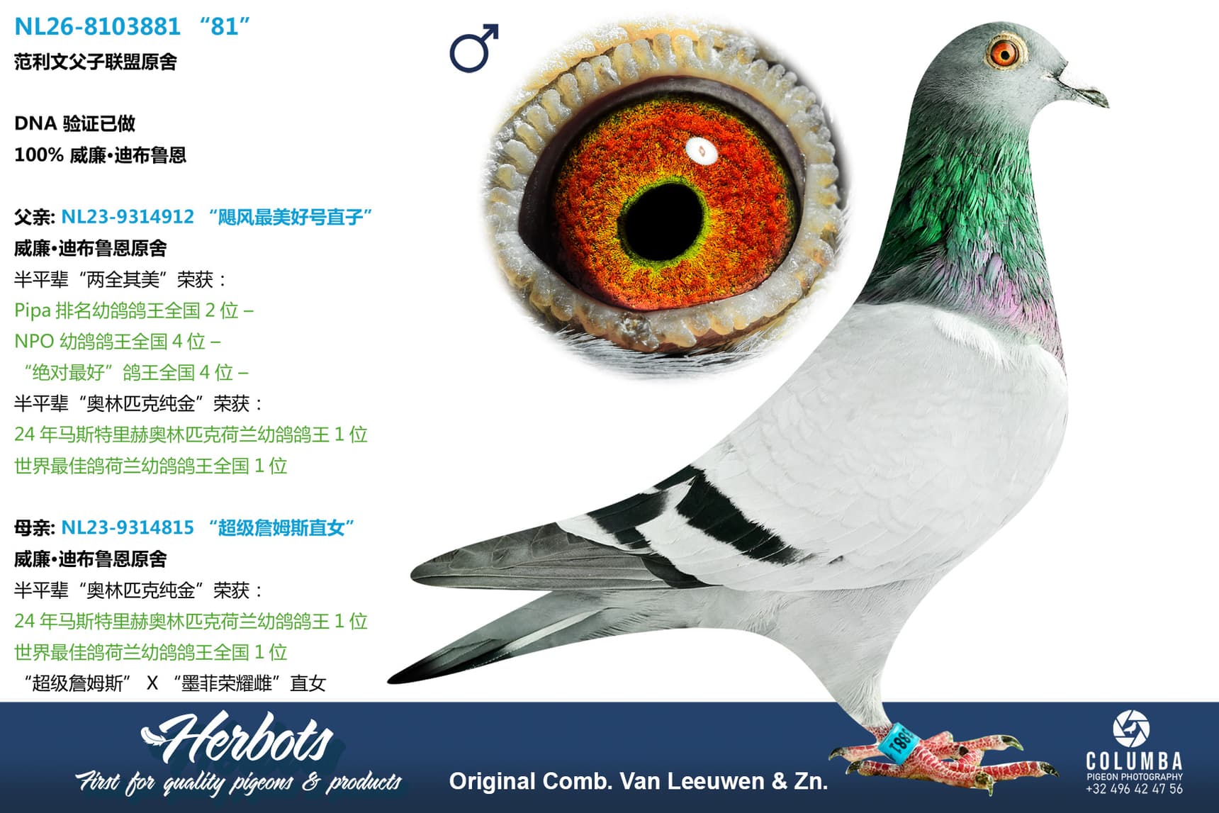 pigeon: undefined