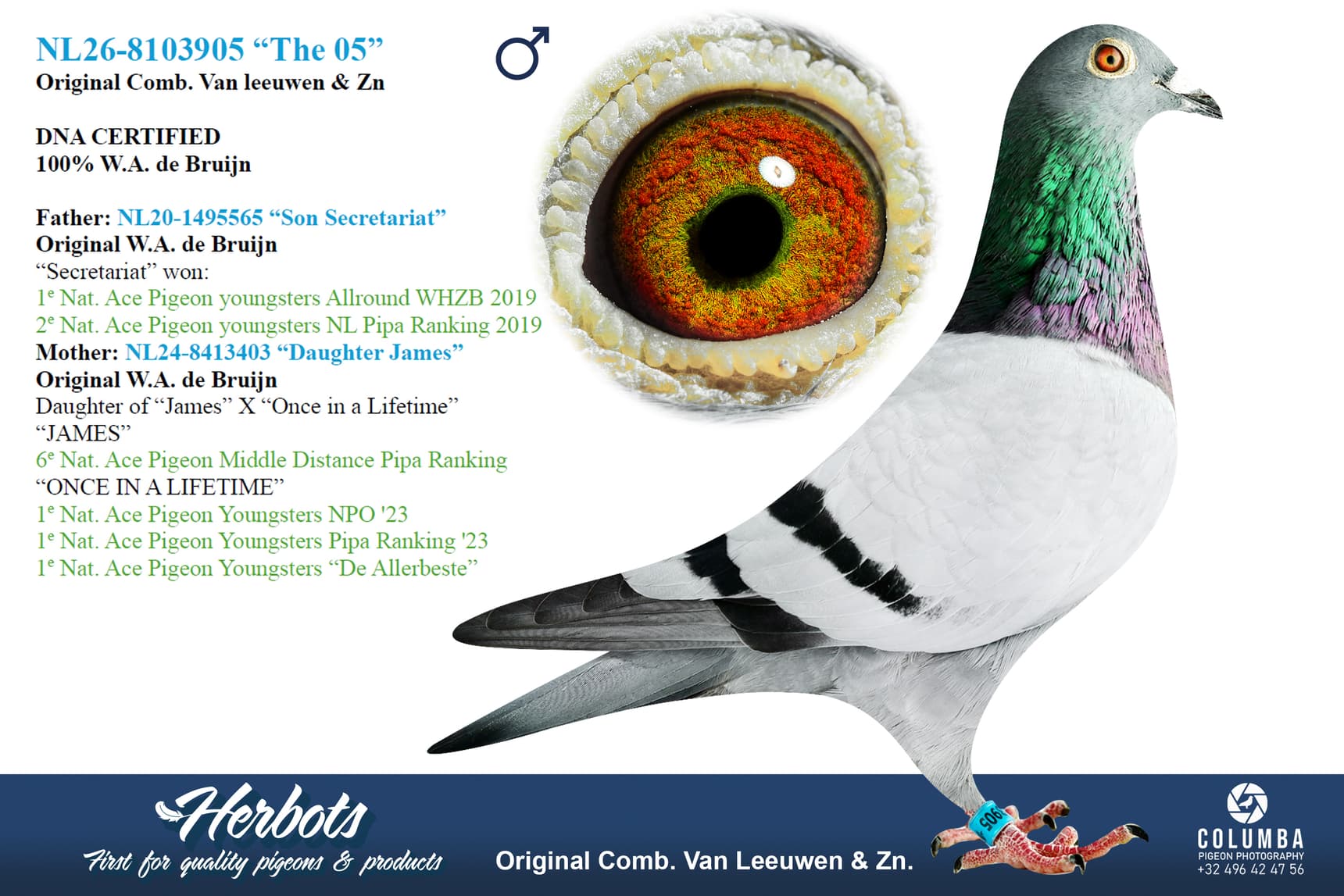 pigeon: undefined