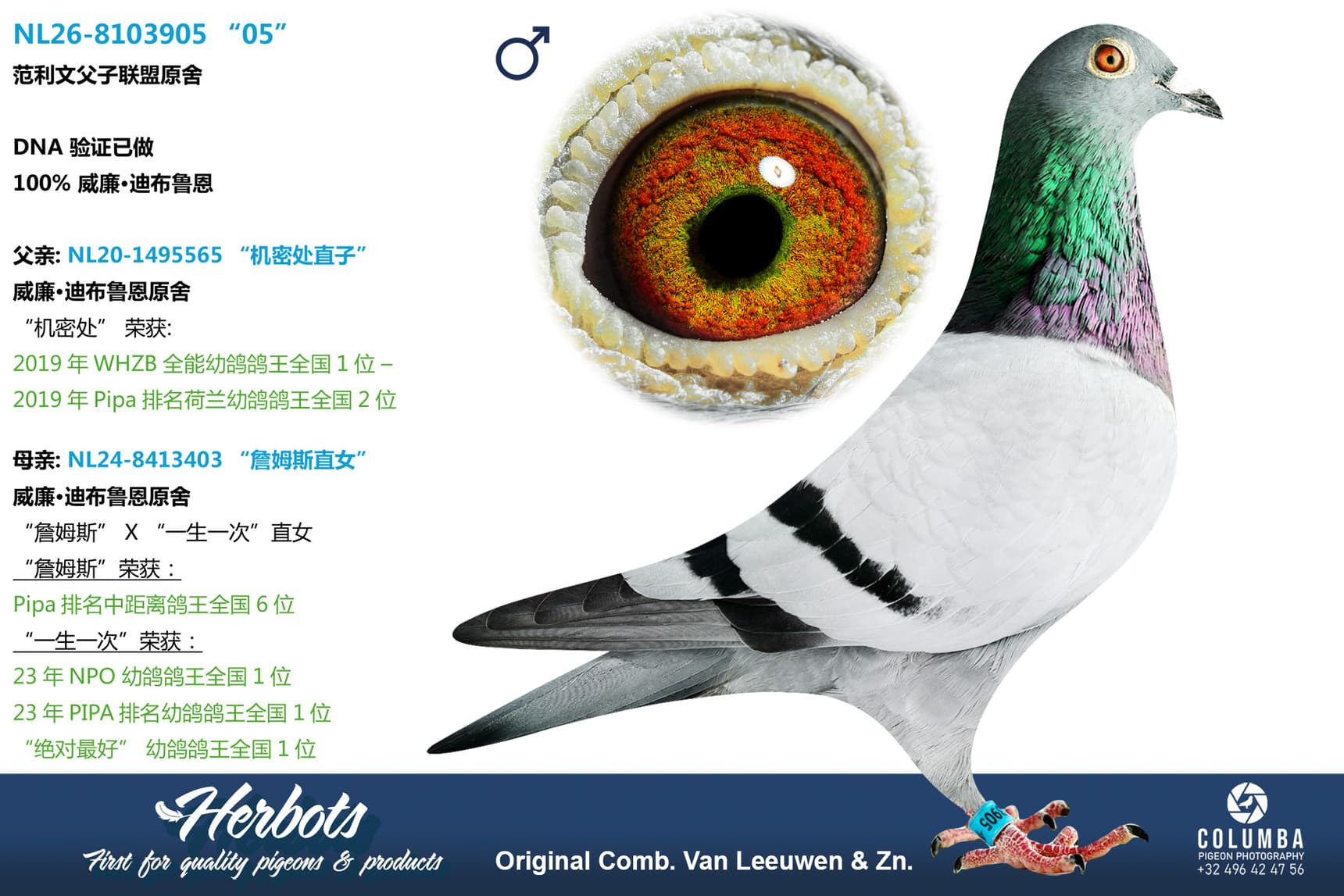 pigeon: undefined