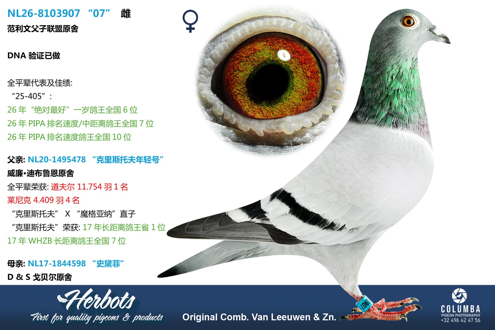 pigeon: undefined