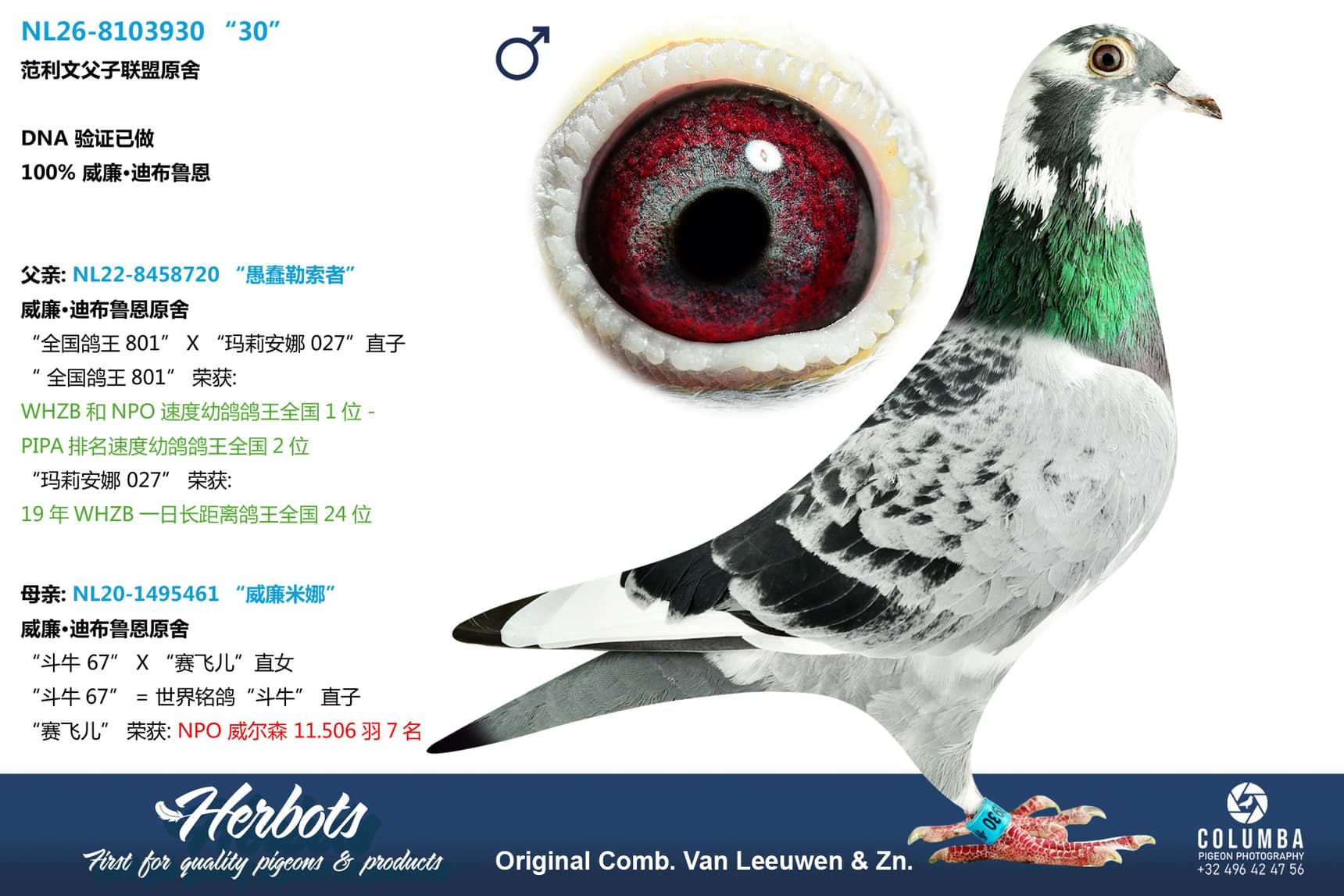 pigeon: undefined