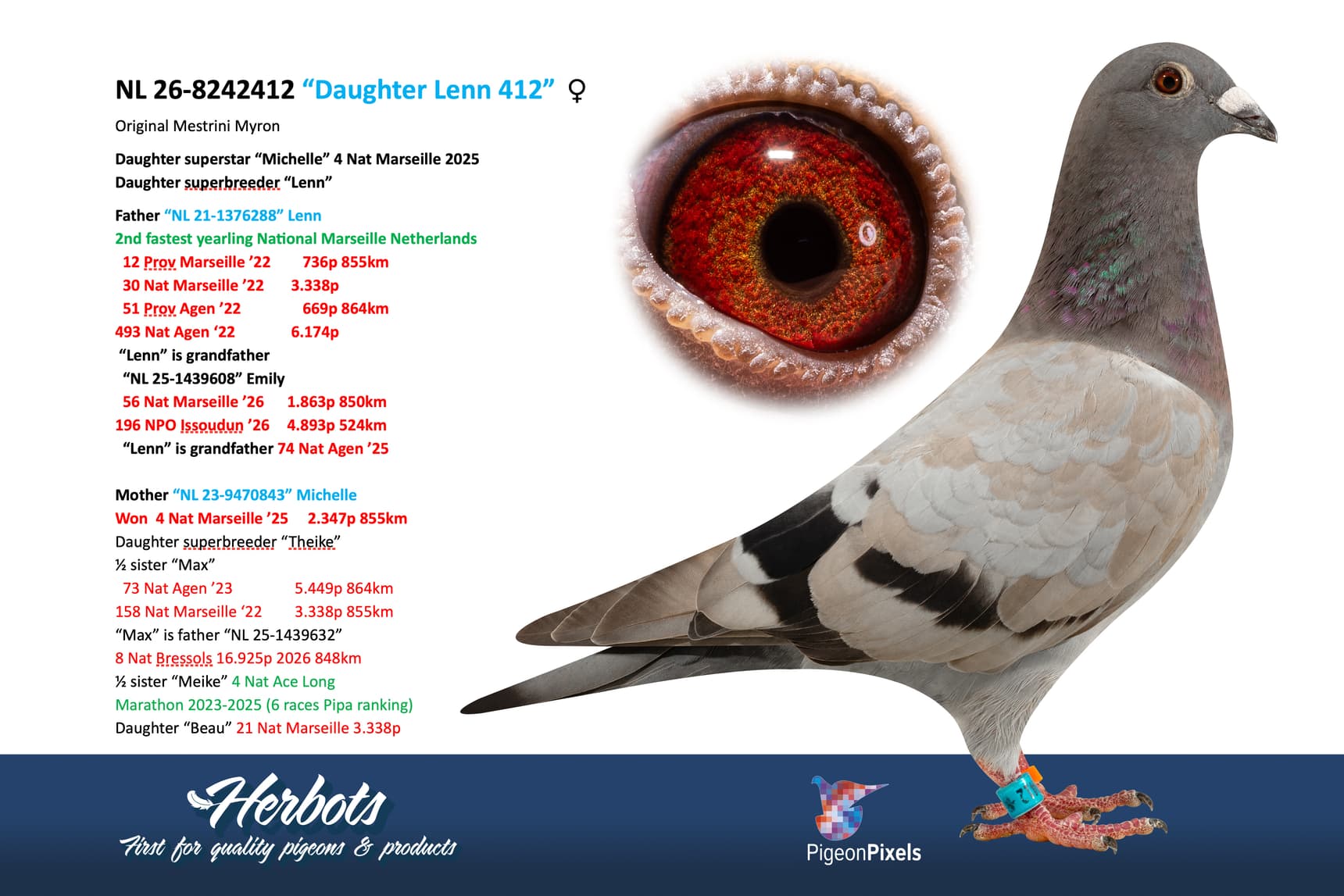 pigeon: undefined