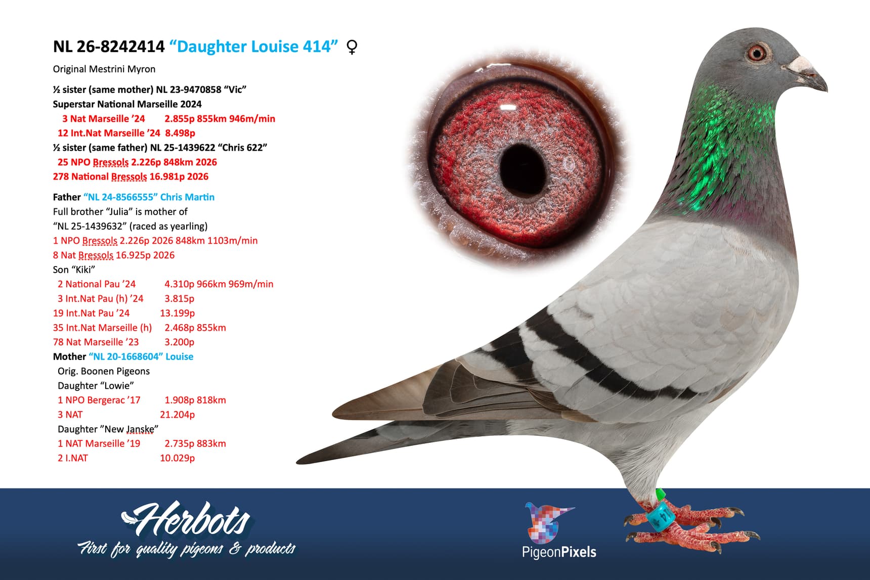 pigeon: undefined