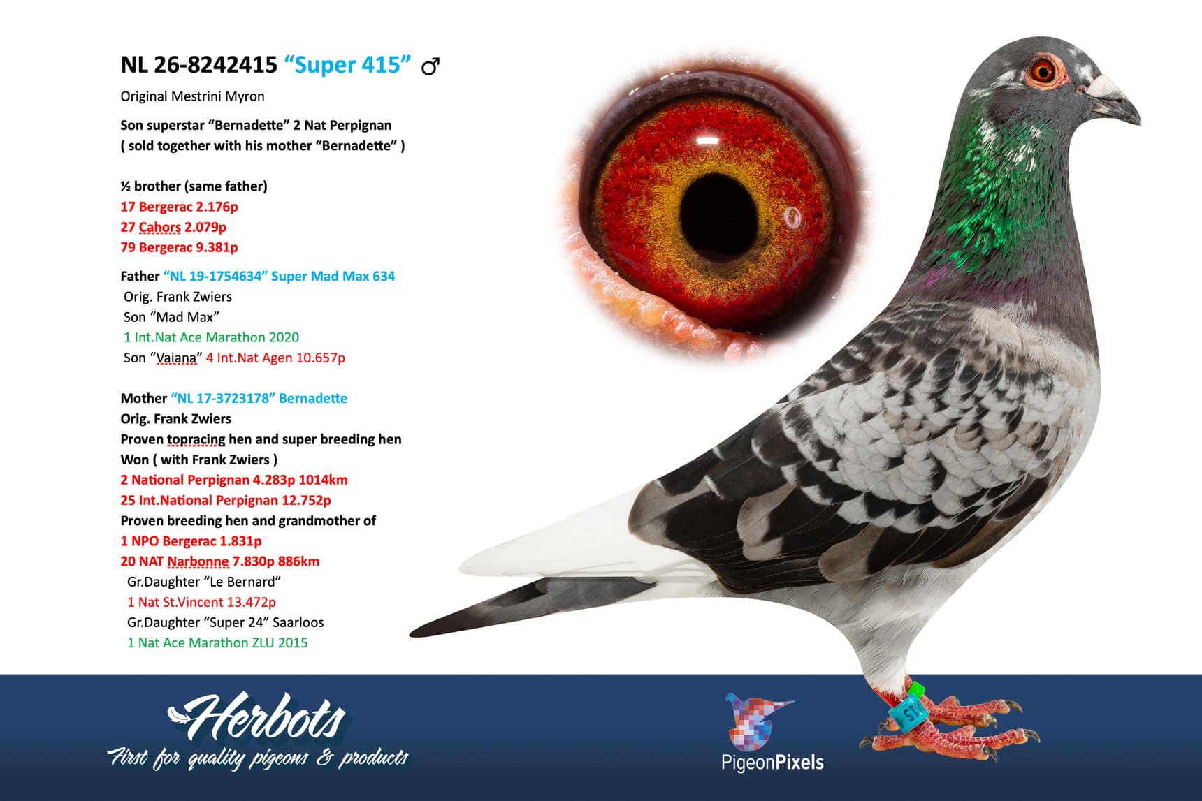 pigeon: undefined