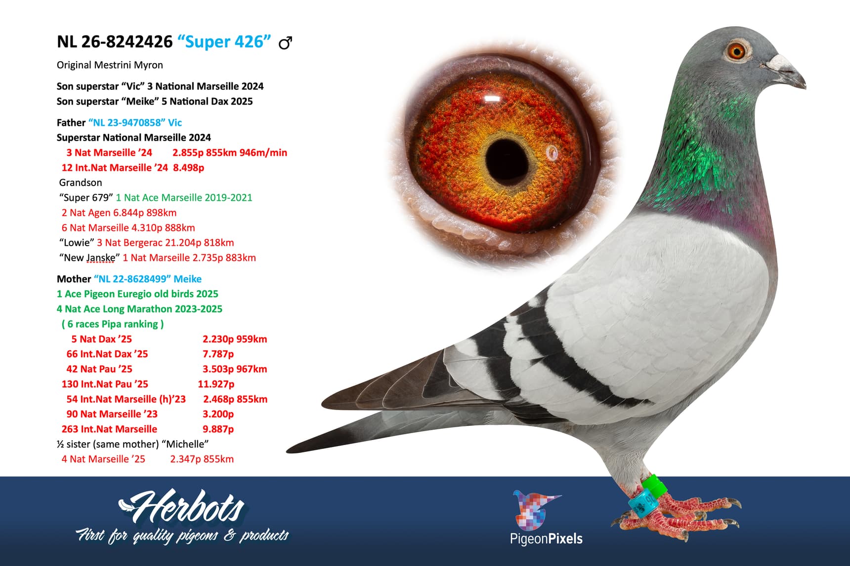 pigeon: undefined