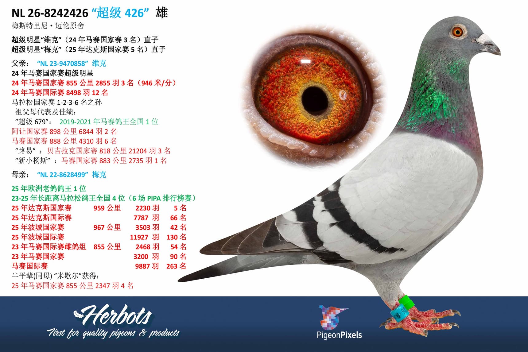 pigeon: undefined