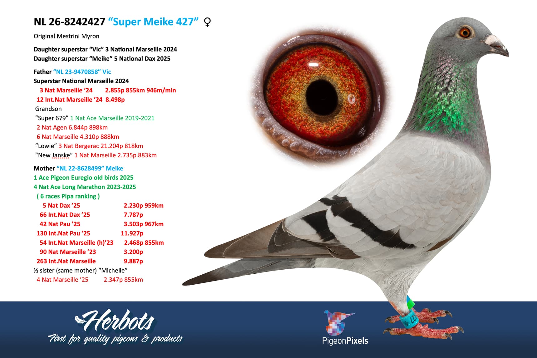 pigeon: undefined