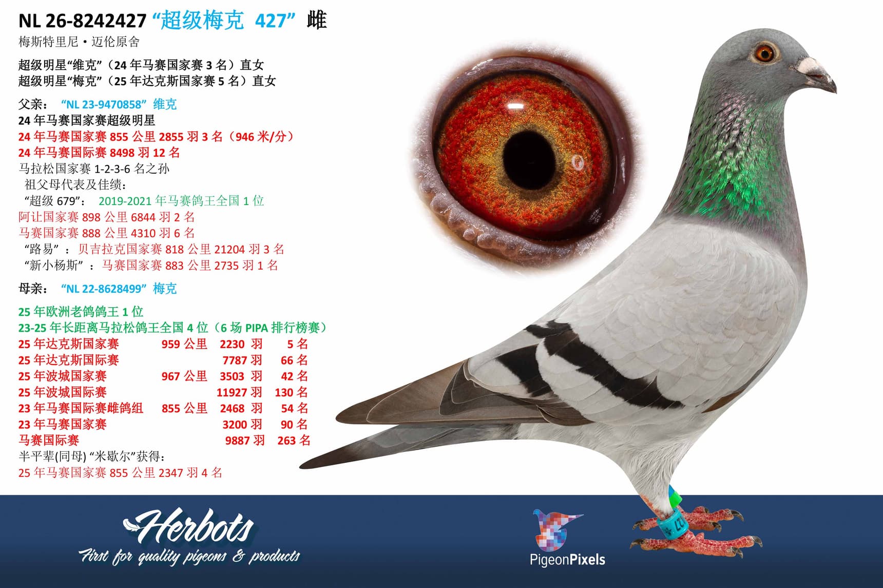 pigeon: undefined