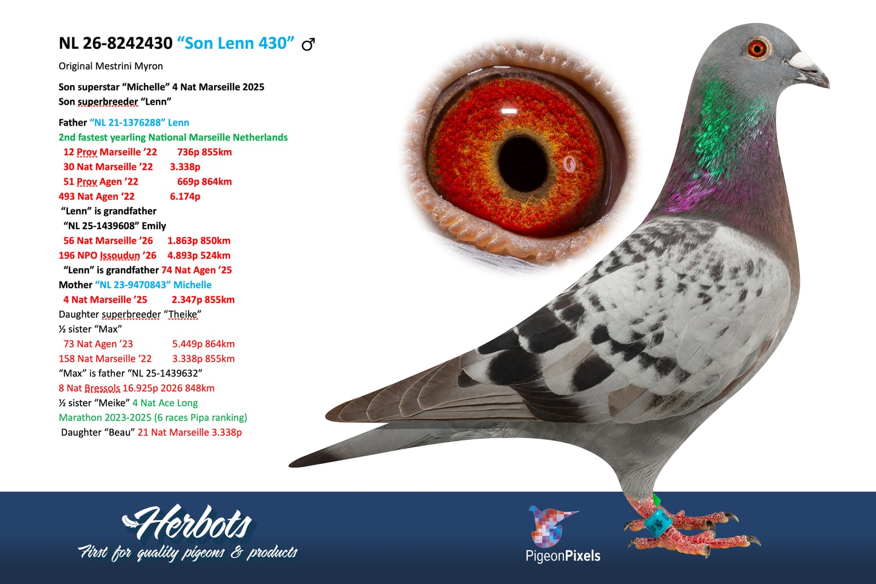 pigeon: undefined