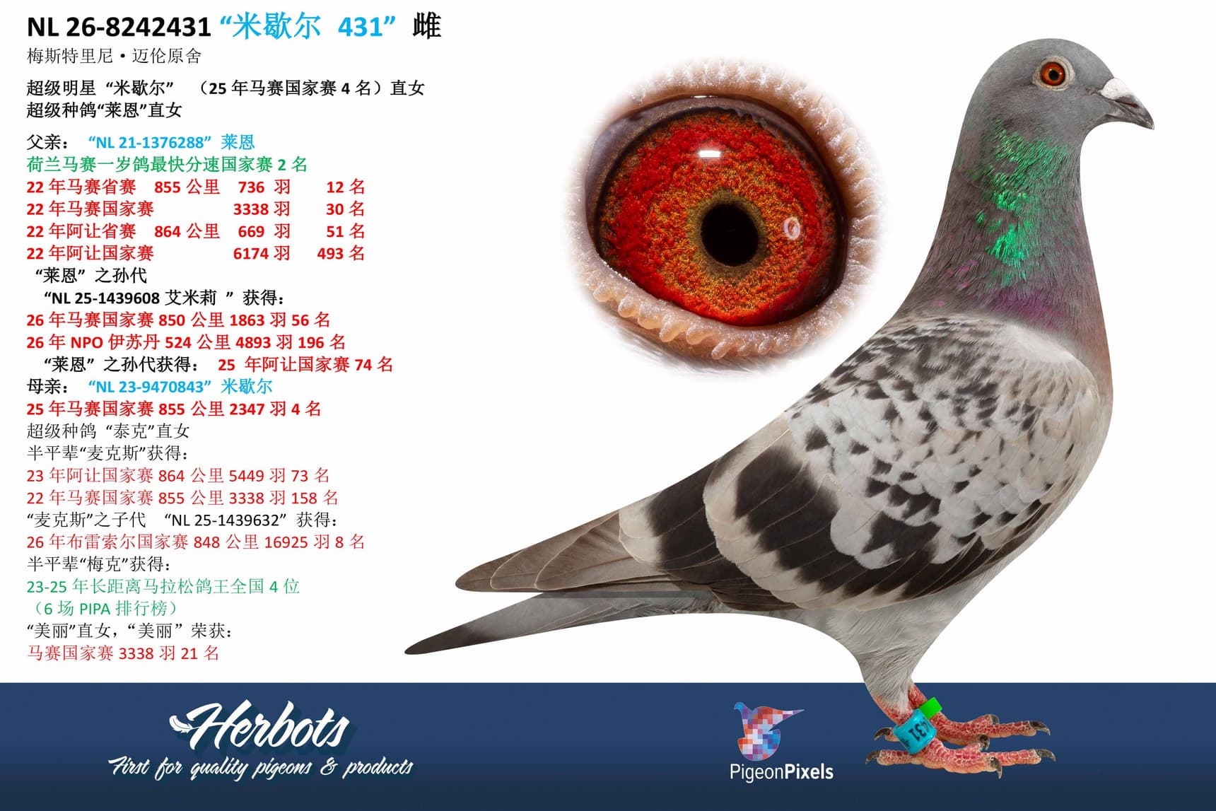 pigeon: undefined