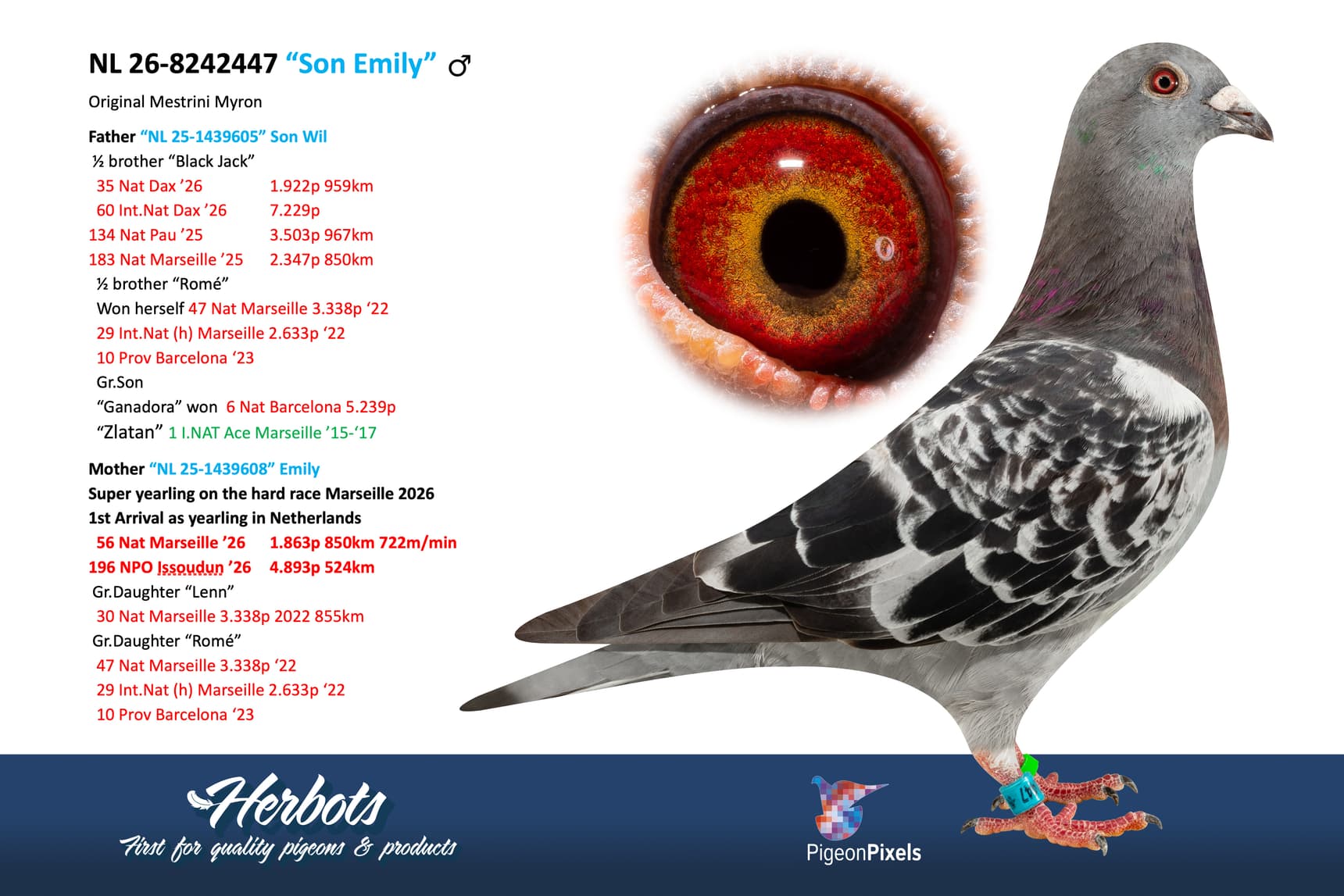 pigeon: undefined