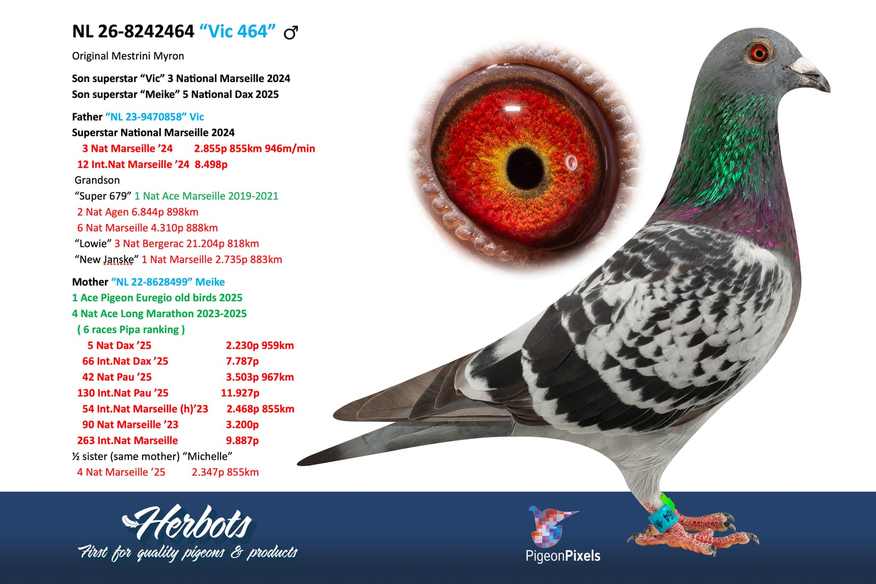 pigeon: undefined