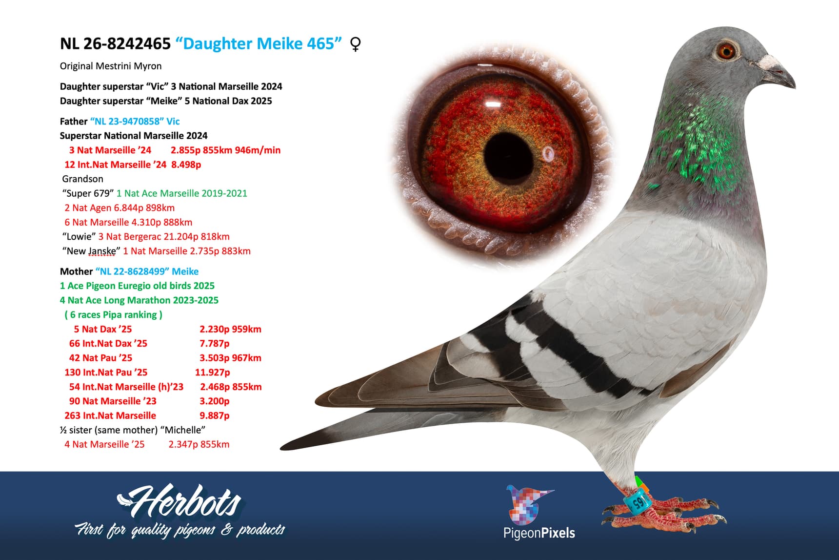 pigeon: undefined