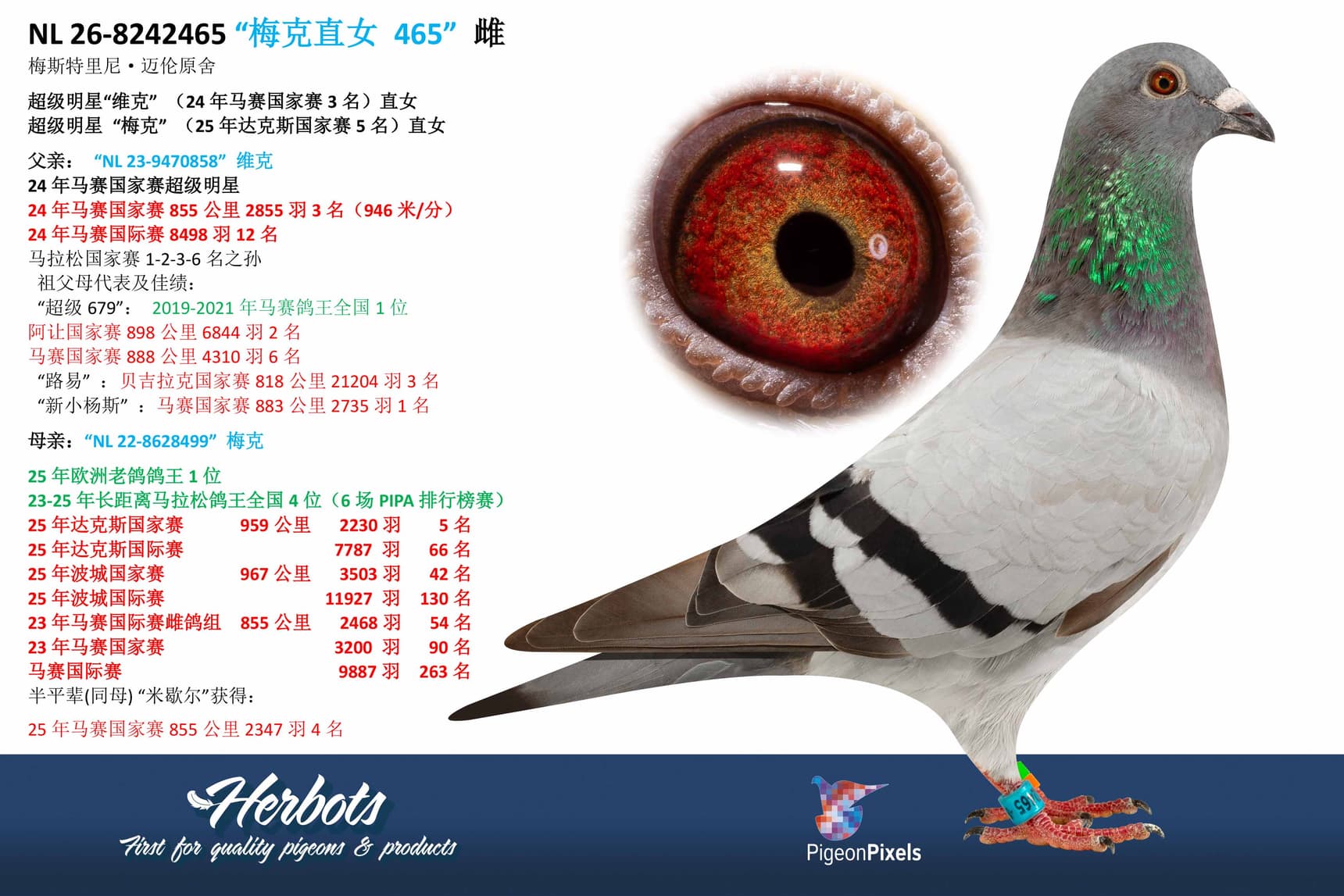 pigeon: undefined