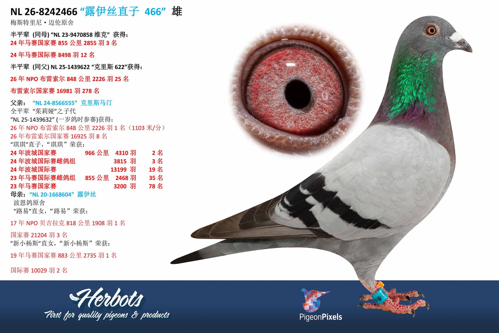 pigeon: undefined