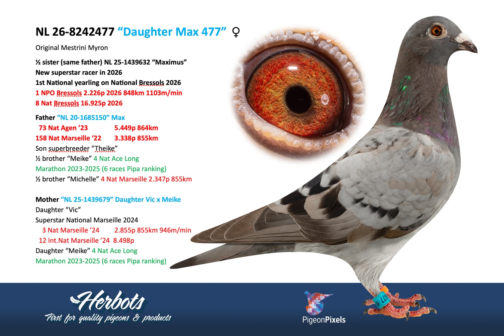 pigeon: undefined