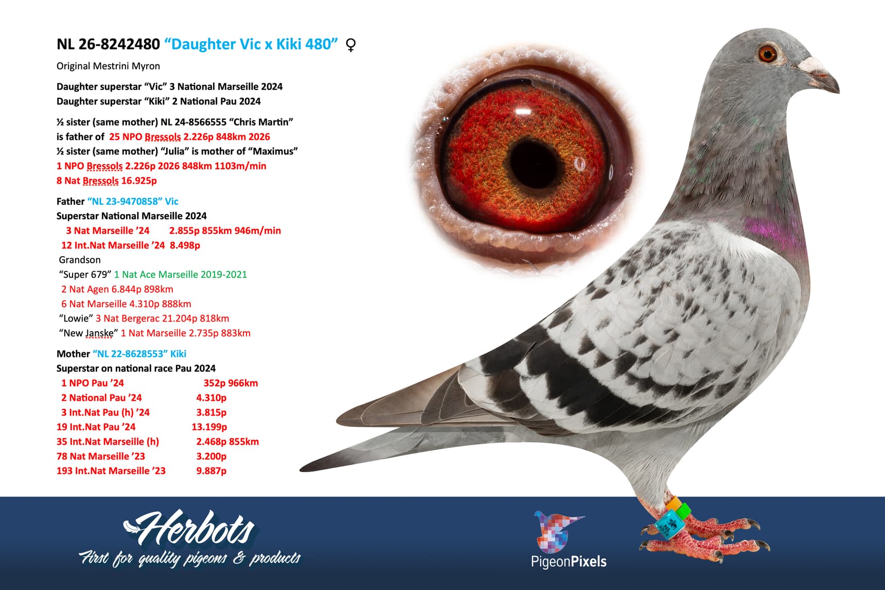 pigeon: undefined