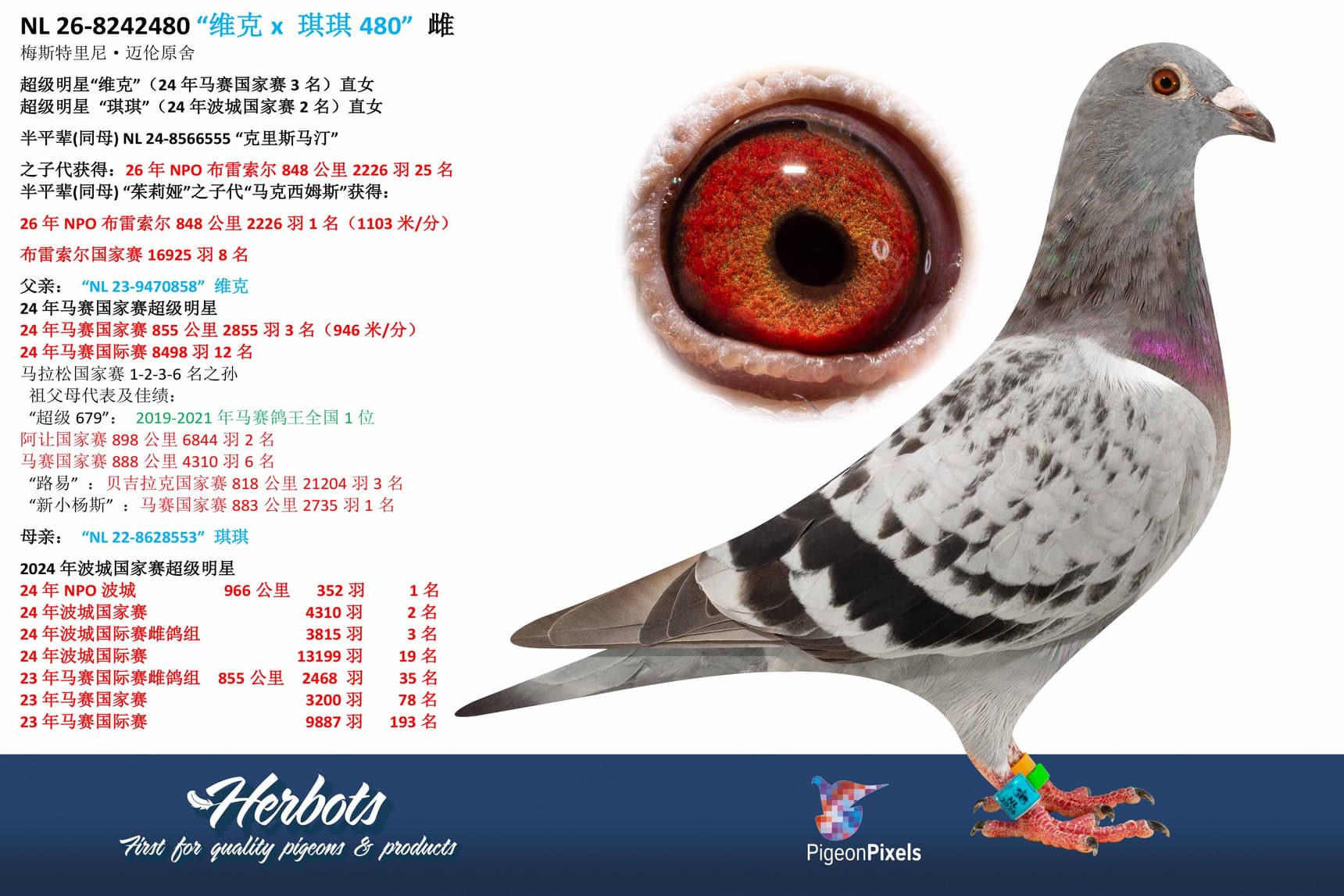 pigeon: undefined