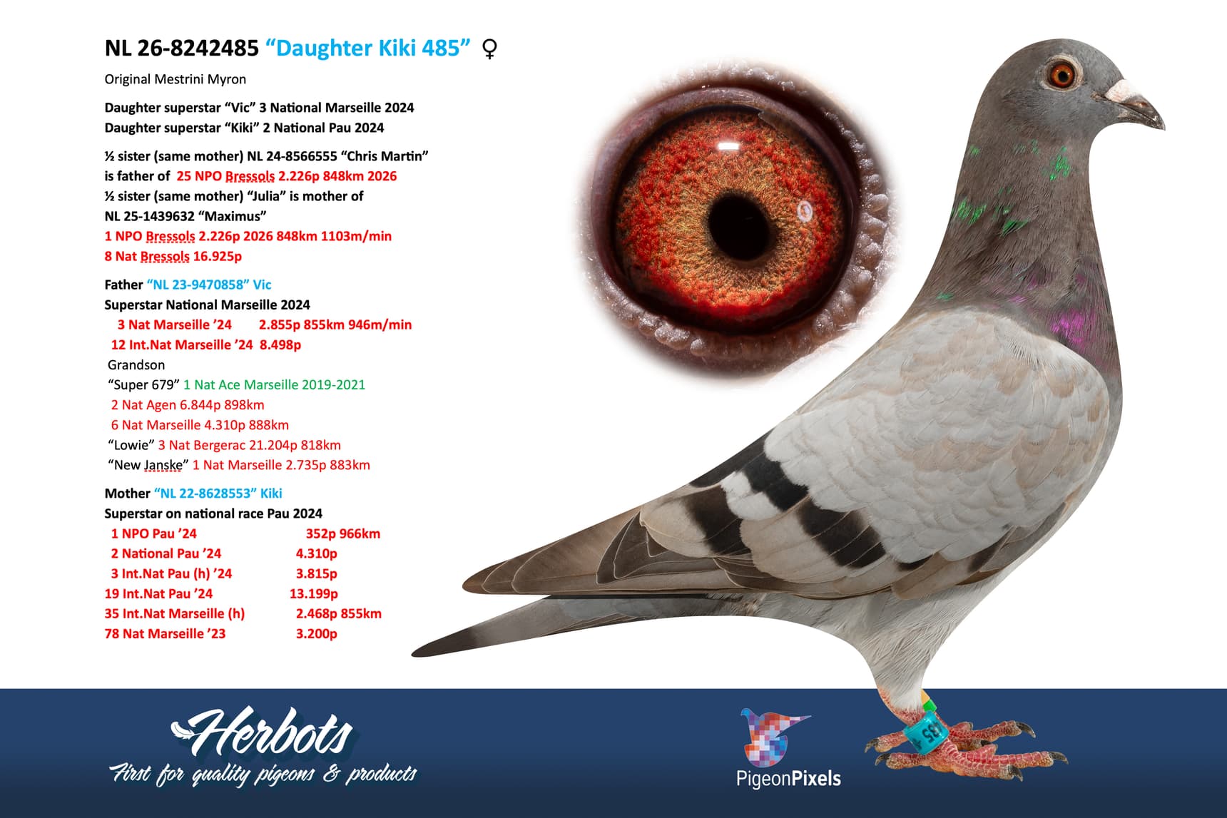 pigeon: undefined