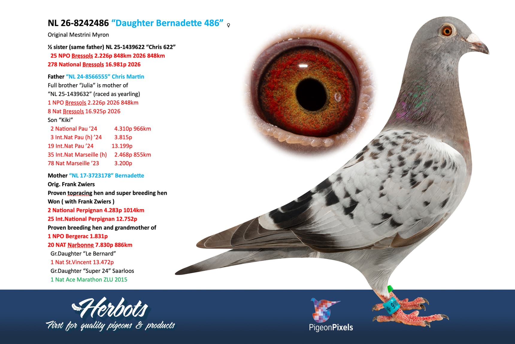 pigeon: undefined