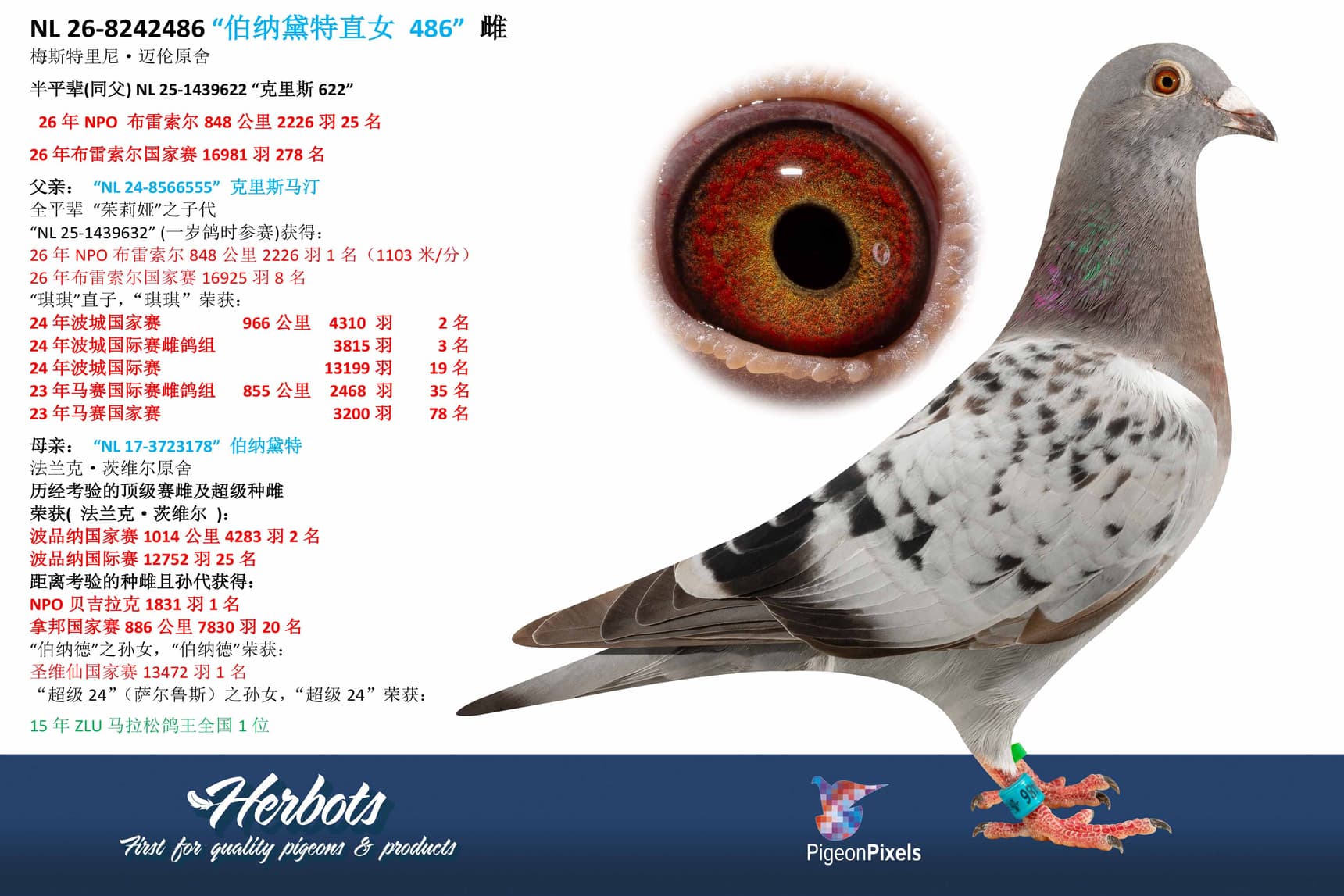 pigeon: undefined