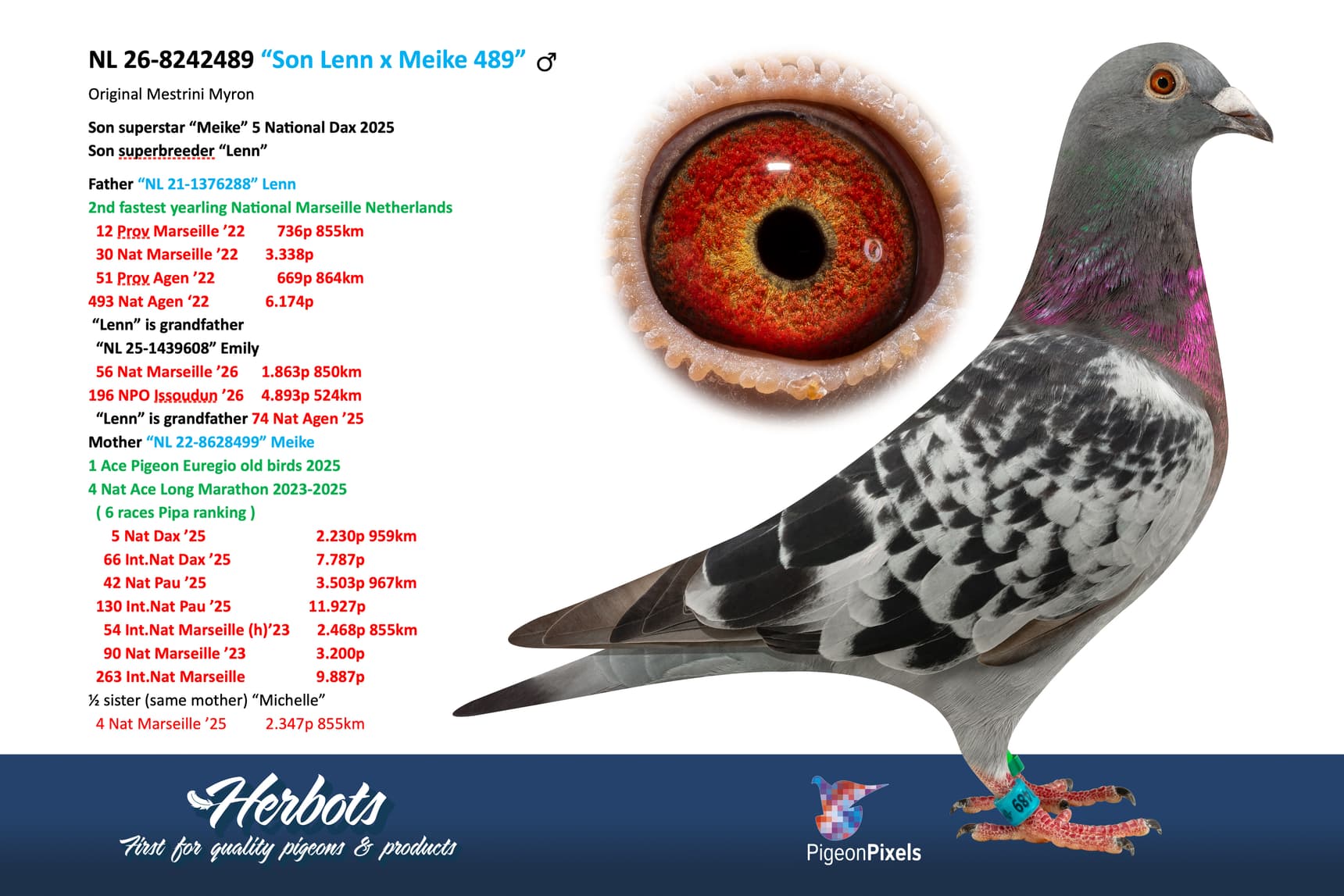 pigeon: undefined