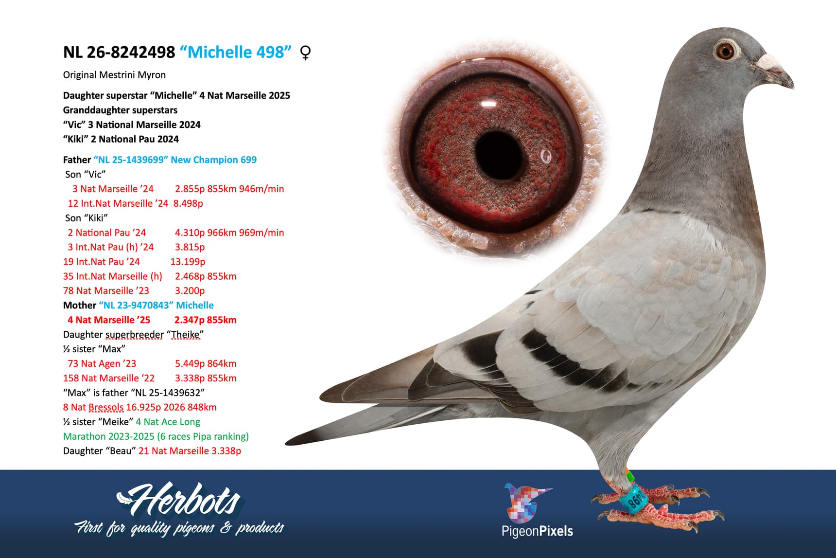 pigeon: undefined