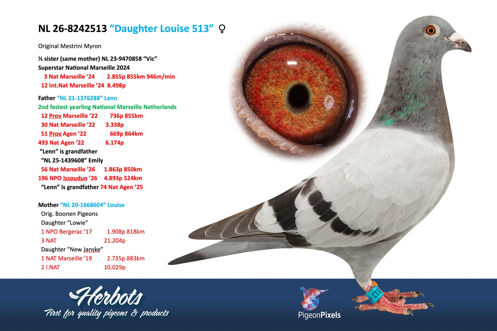 pigeon: undefined