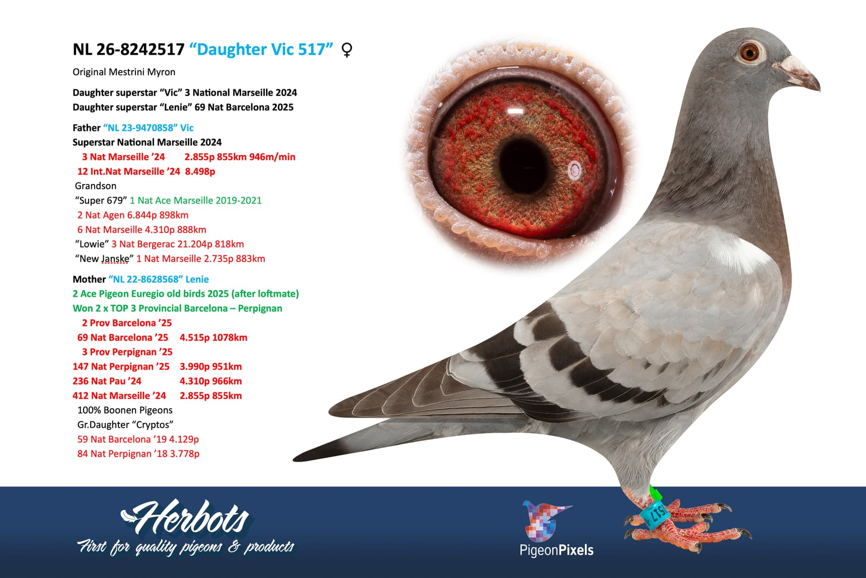 pigeon: undefined