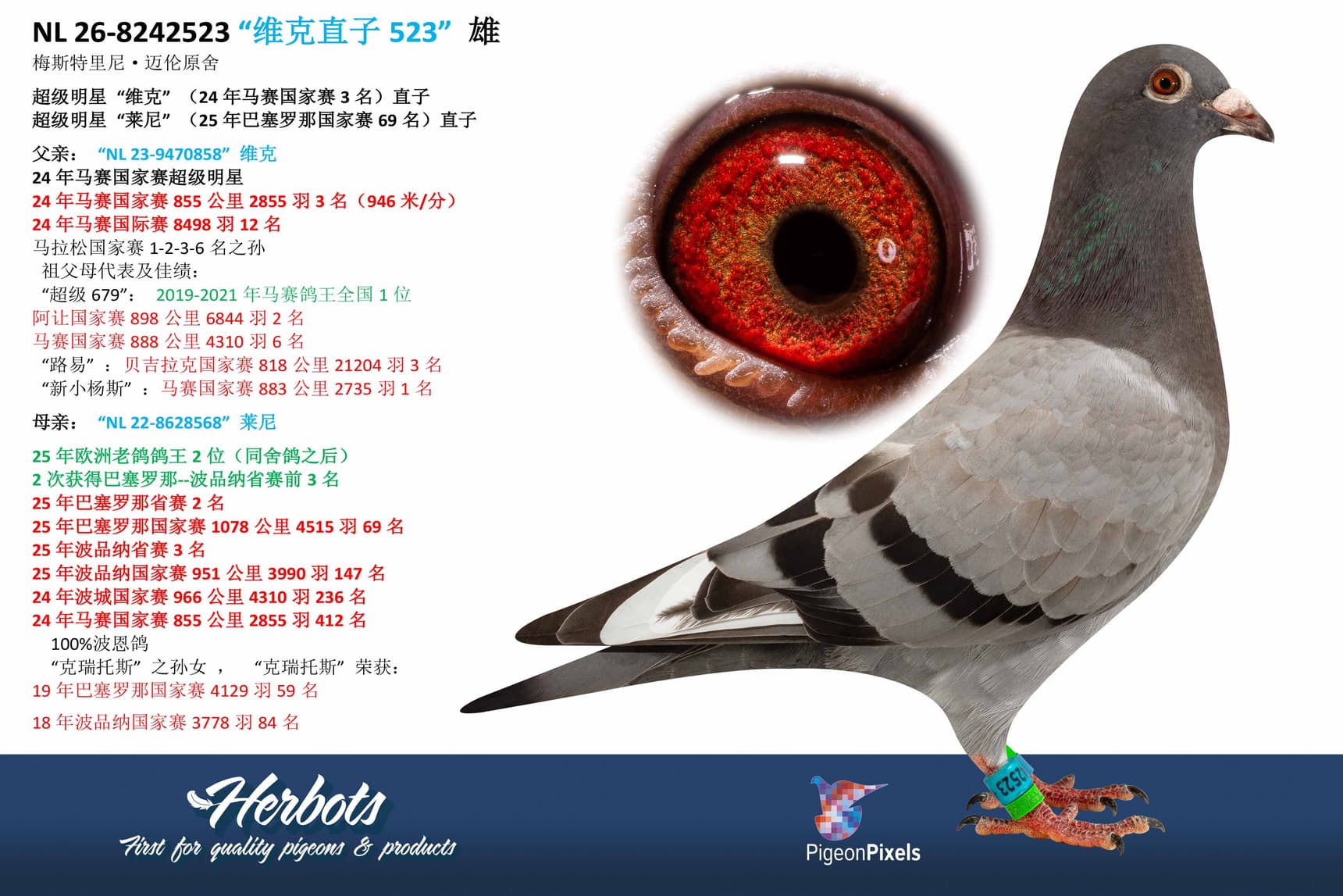 pigeon: undefined