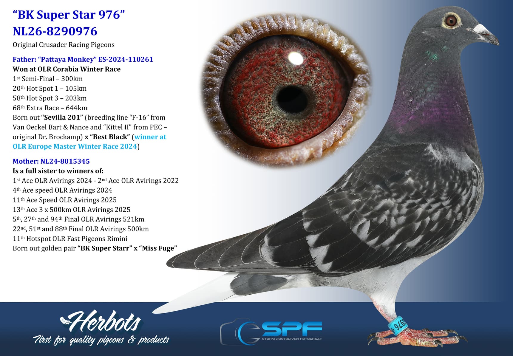 pigeon: undefined