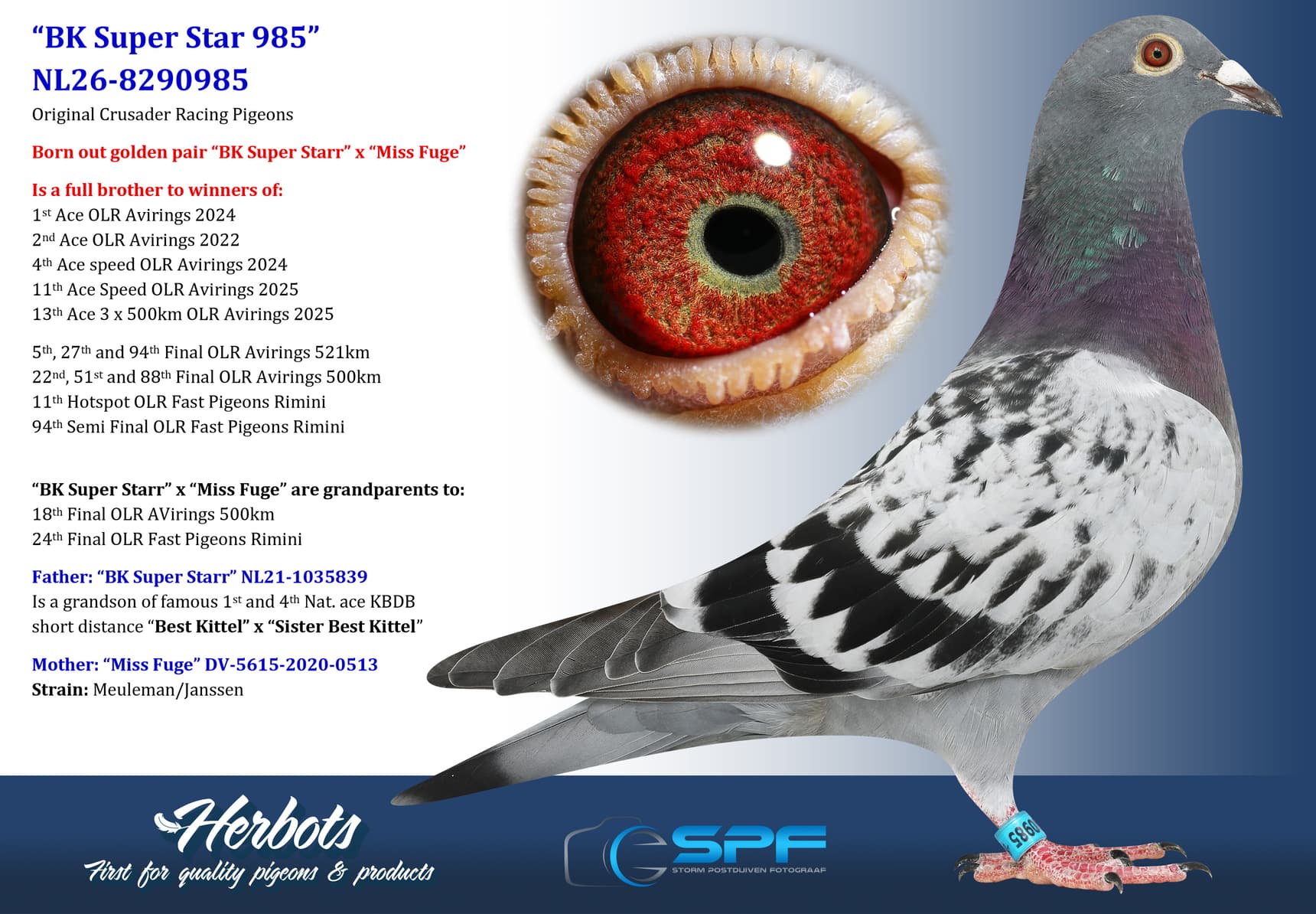 pigeon: undefined