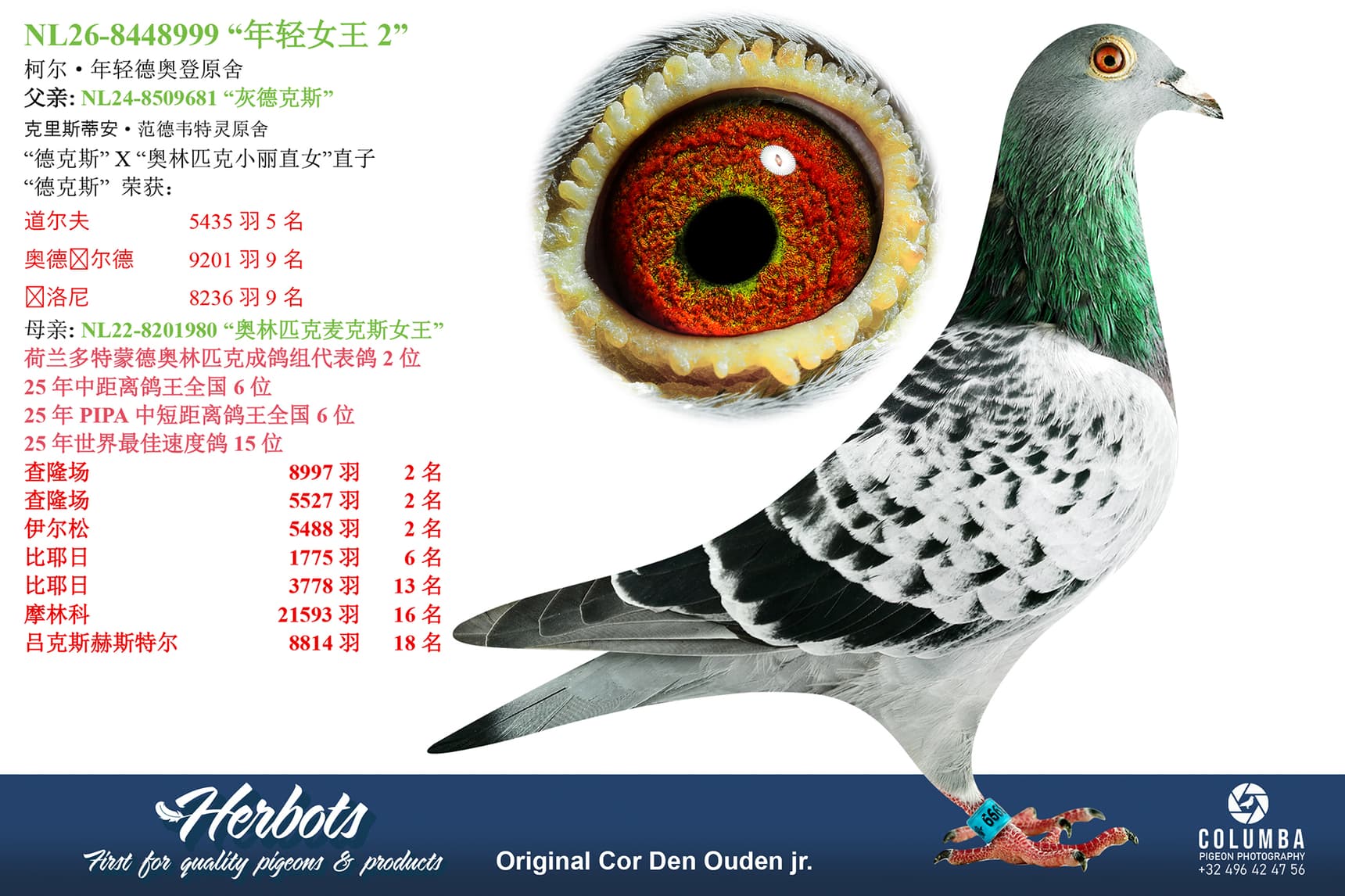 pigeon: undefined
