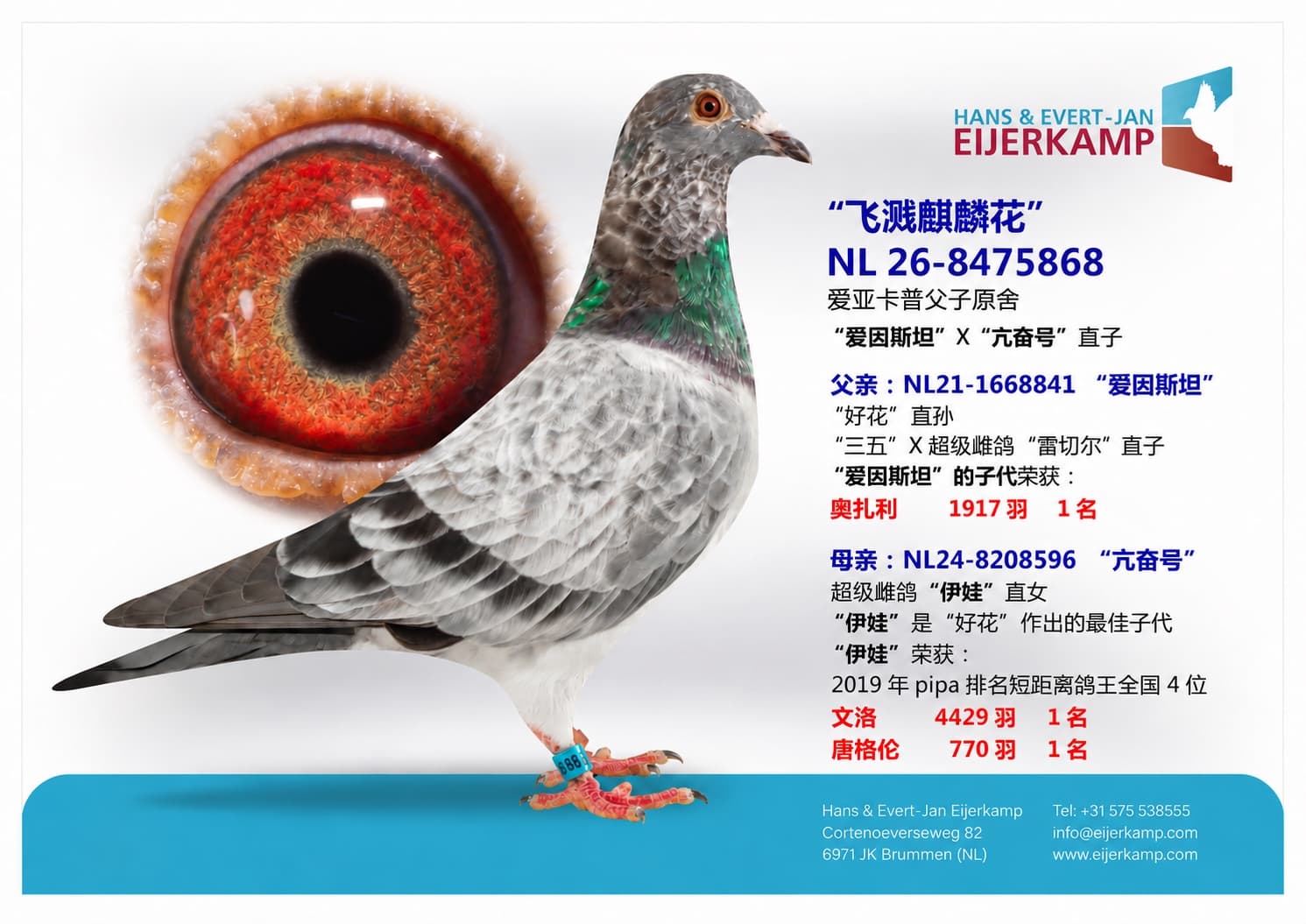 pigeon: undefined