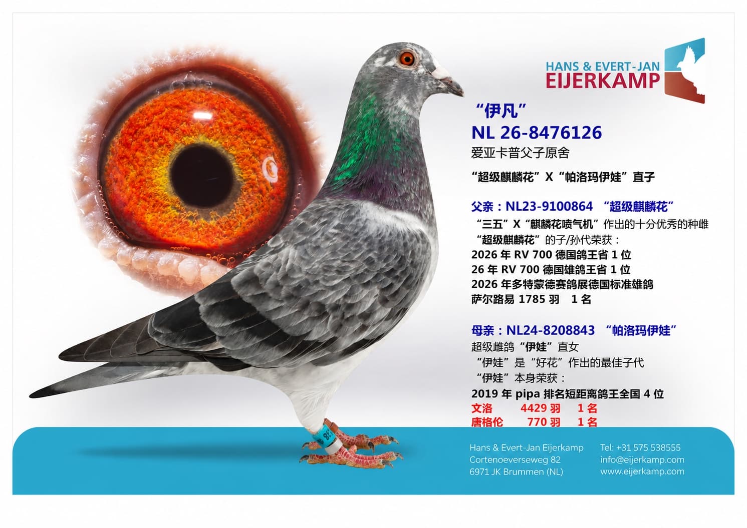 pigeon: undefined