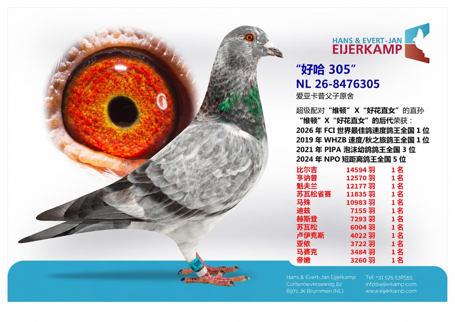 pigeon: undefined